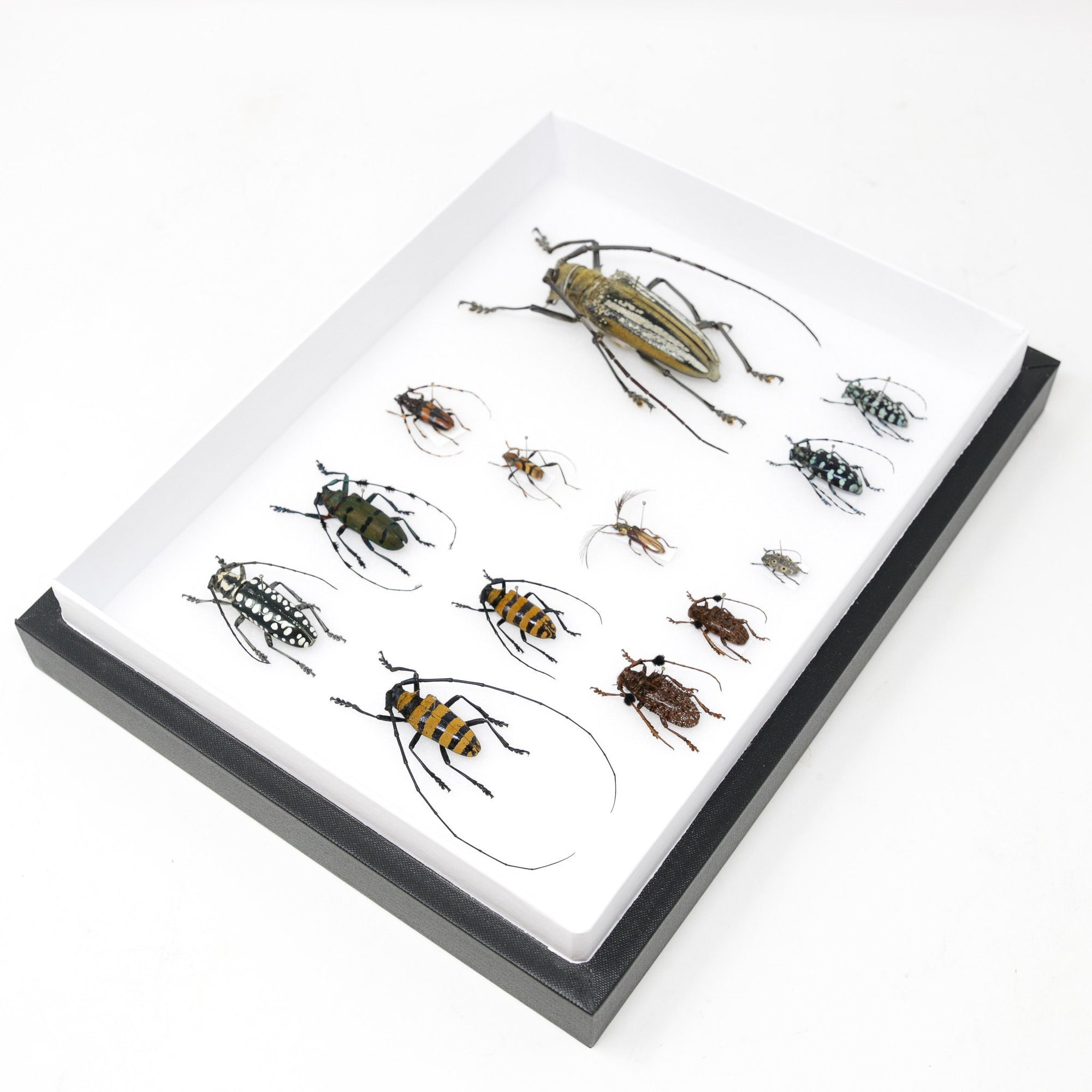 Very Fine Quality Pinned Insect Collection with Scientific Data | A1 M ...
