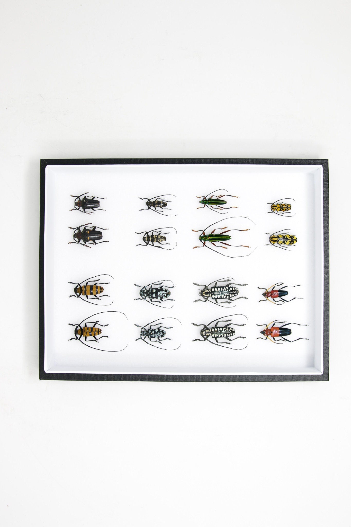 Very Fine Quality Pinned Insect Collection with Scientific Data | A1 M ...