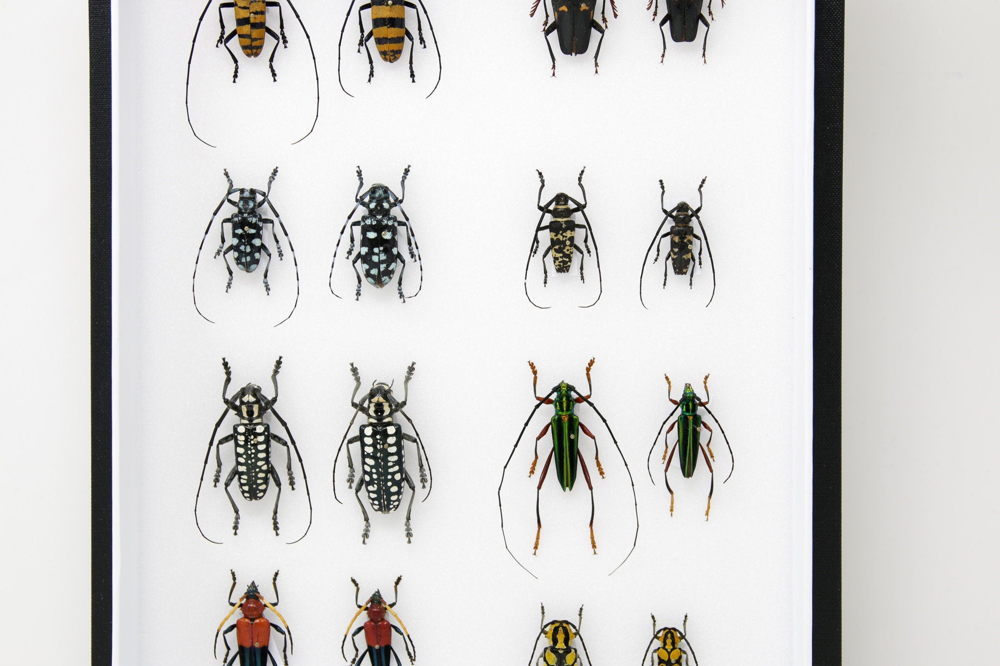 Very Fine Quality Pinned Insect Collection with Scientific Data | A1 M ...