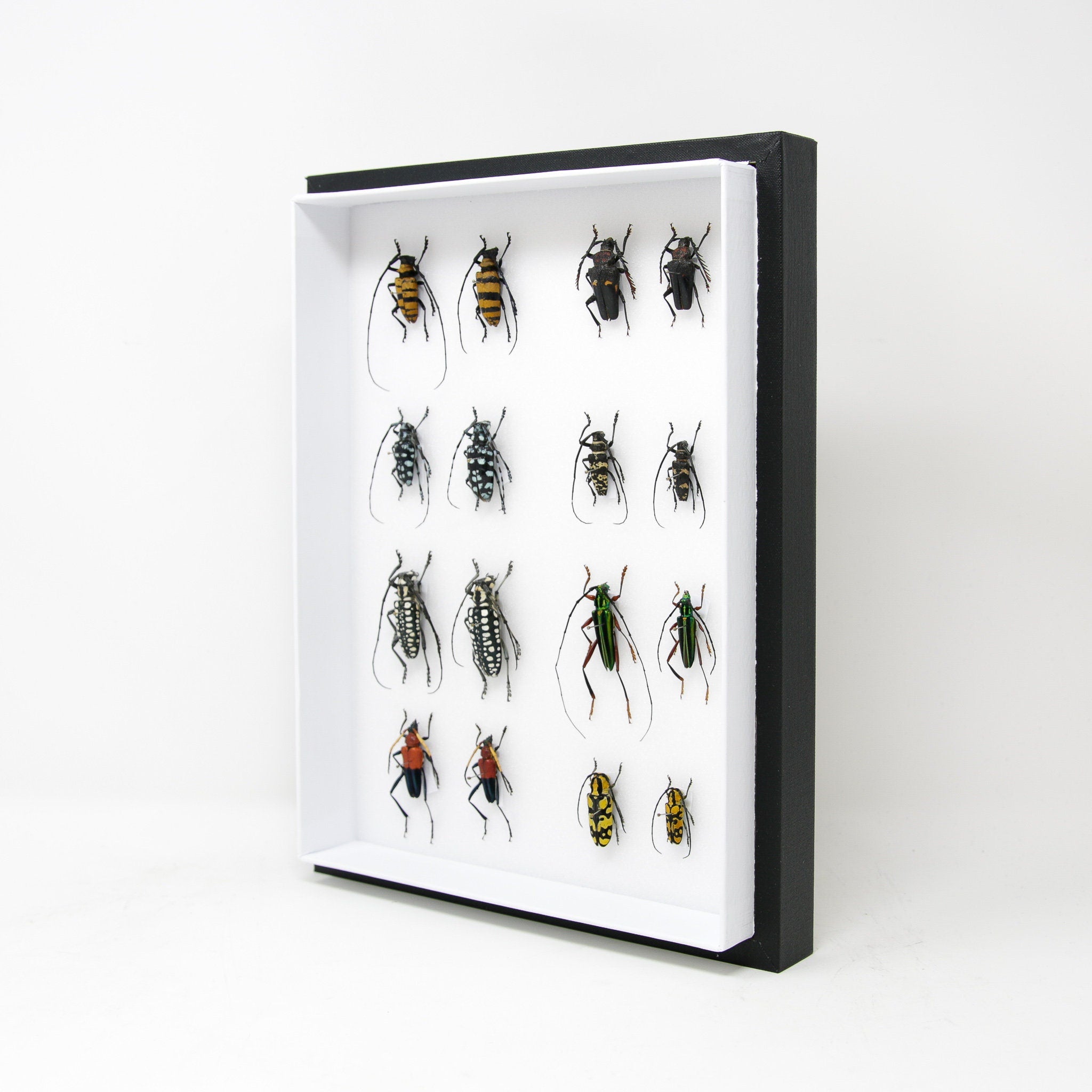 Very Fine Quality Pinned Insect Collection with Scientific Data | A1 M ...
