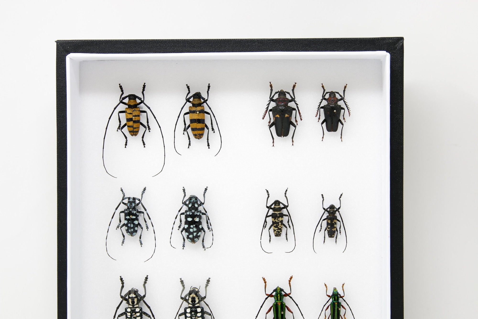 Very Fine Quality Pinned Insect Collection with Scientific Data | A1 M ...