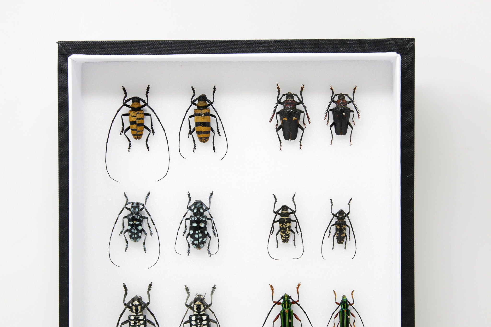 Mounted Insects Collection Very Fine Quality Pinned Insect Collection with Scientific Data | A1 M ...