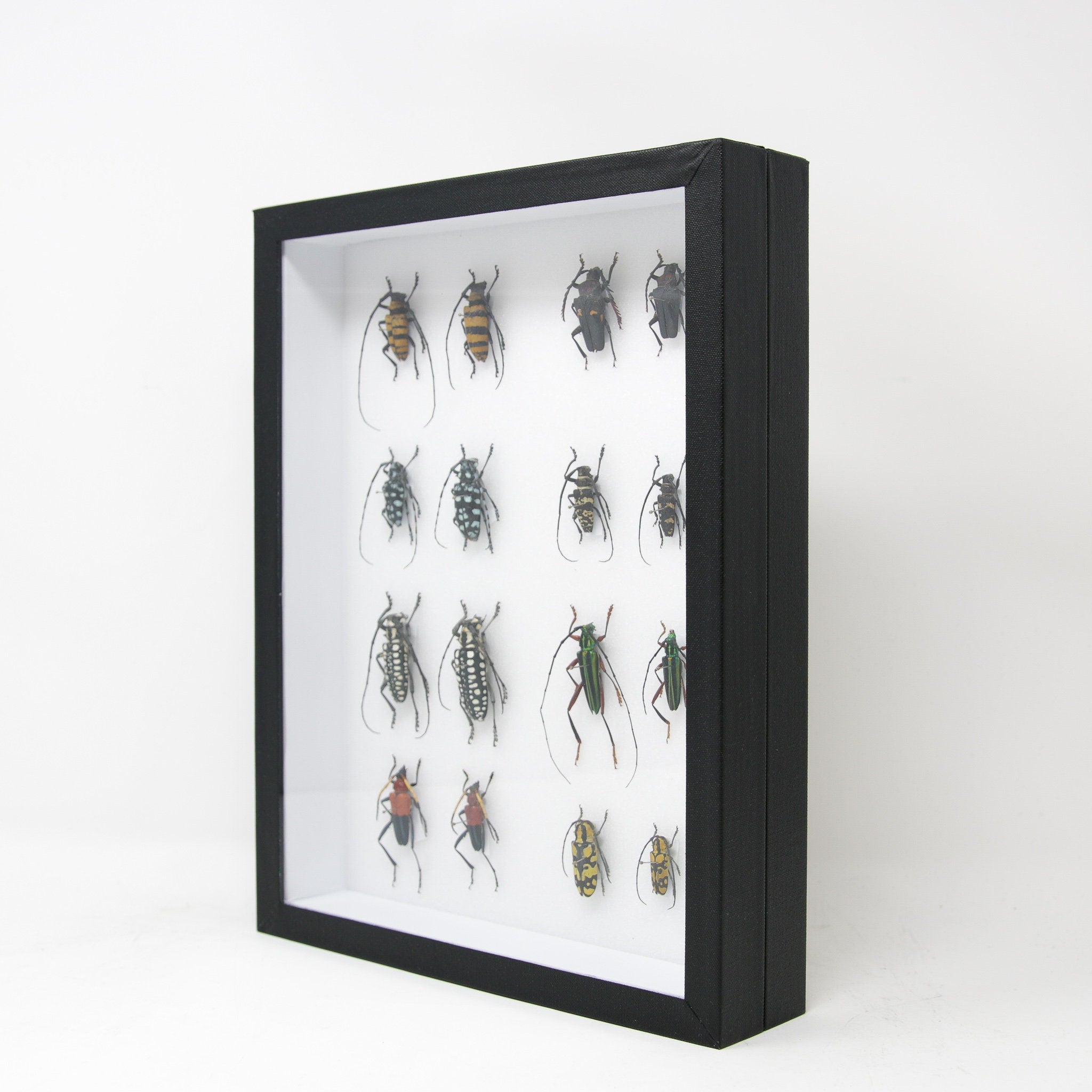 Very Fine Quality Pinned Insect Collection with Scientific Data | A1 M ...