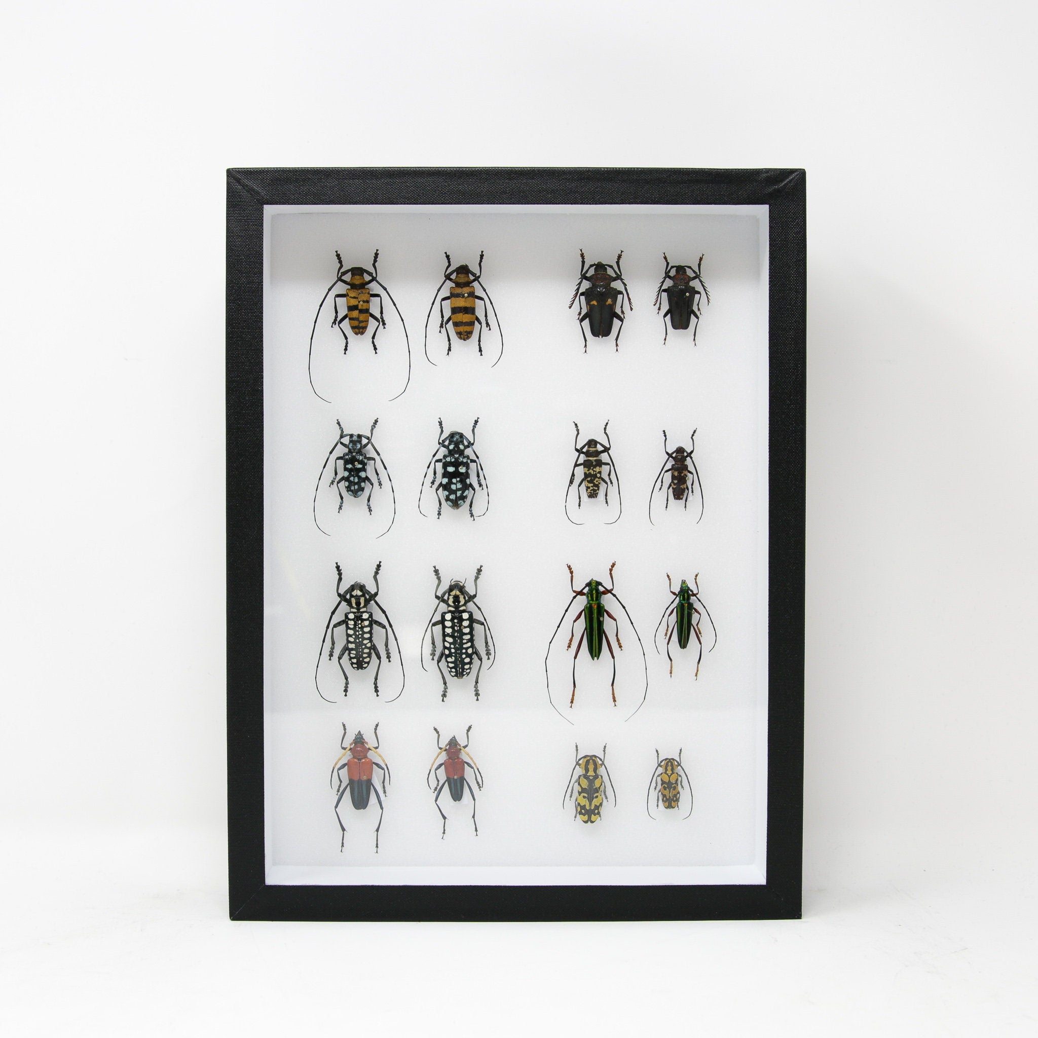 Very Fine Quality Pinned Insect Collection with Scientific Data | A1 M ...