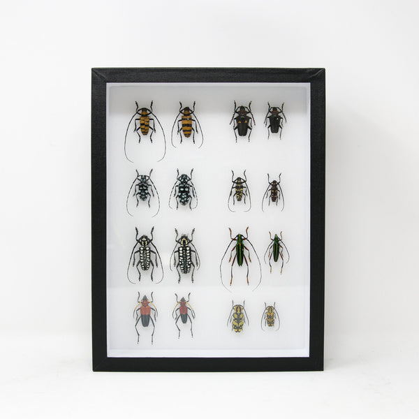 Very Fine Quality Pinned Insect Collection with Scientific Data | A1 M ...