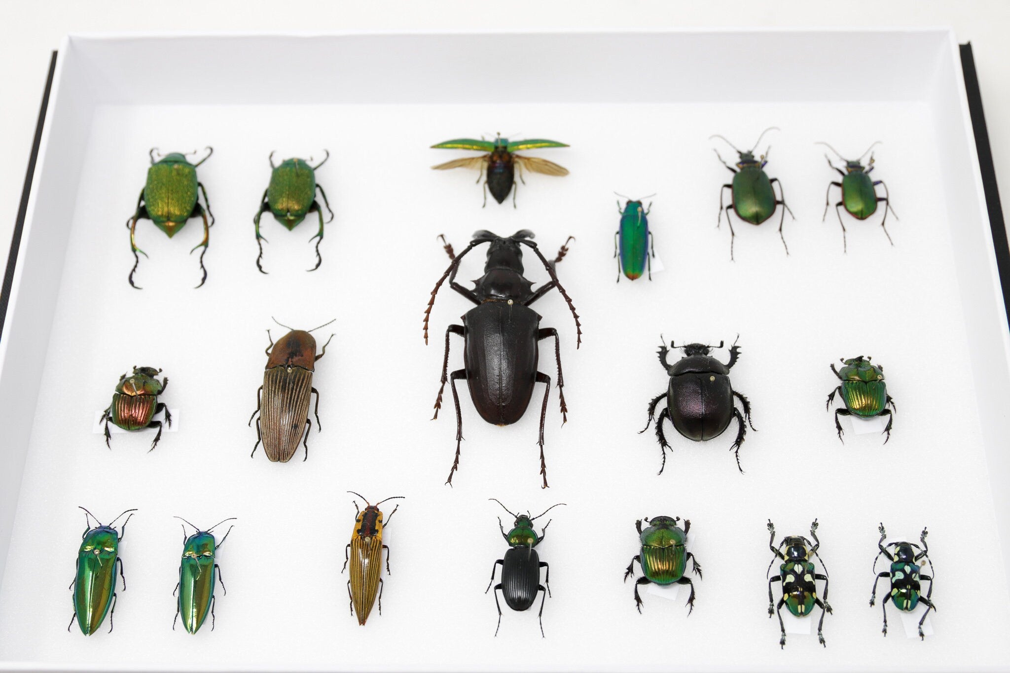 Insect Feild Collection Very Fine Quality Pinned Insect Collection with Scientific Data | A1 M ...