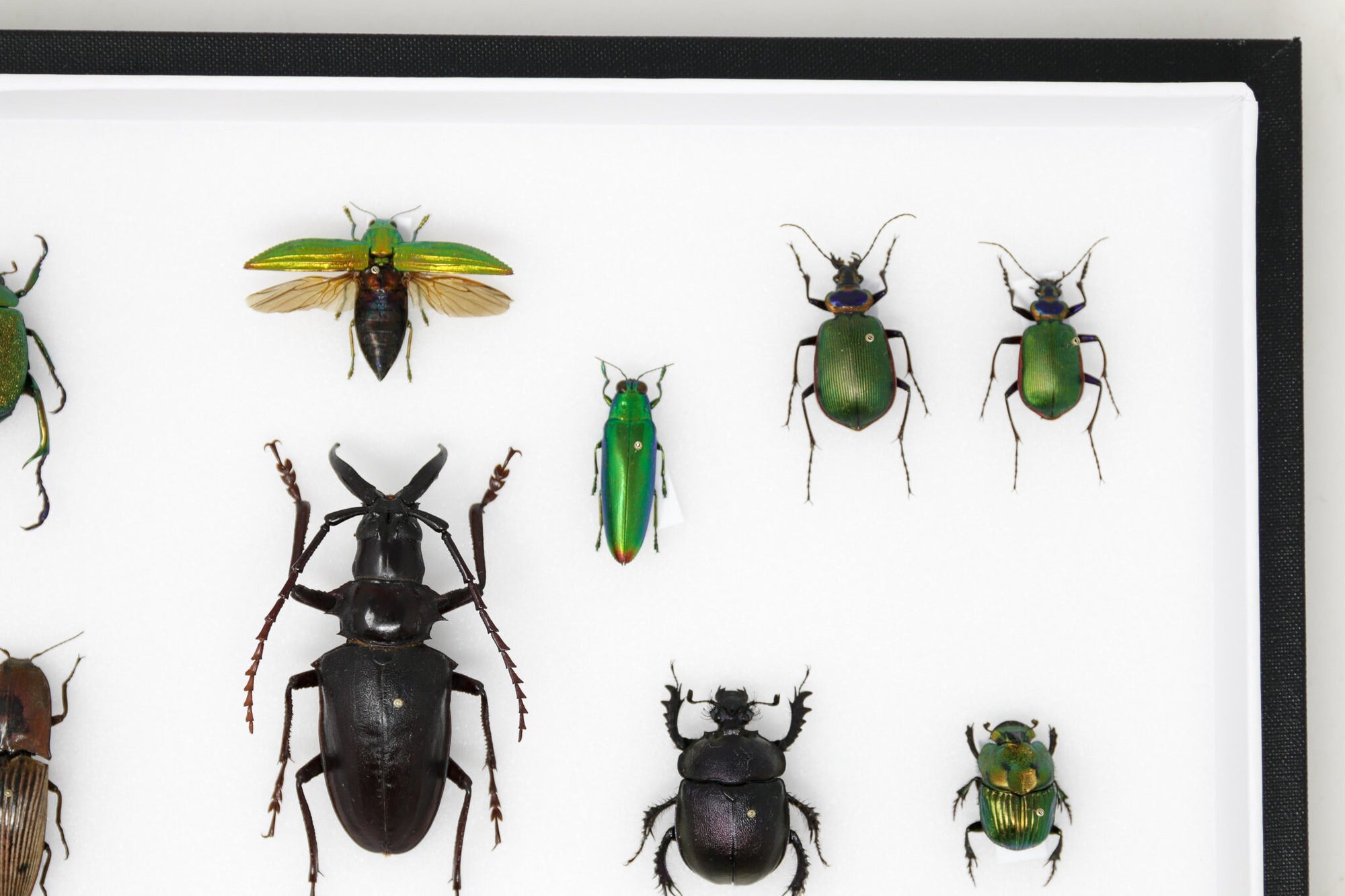 Very Fine Quality Pinned Insect Collection with Scientific Data | A1 M ...