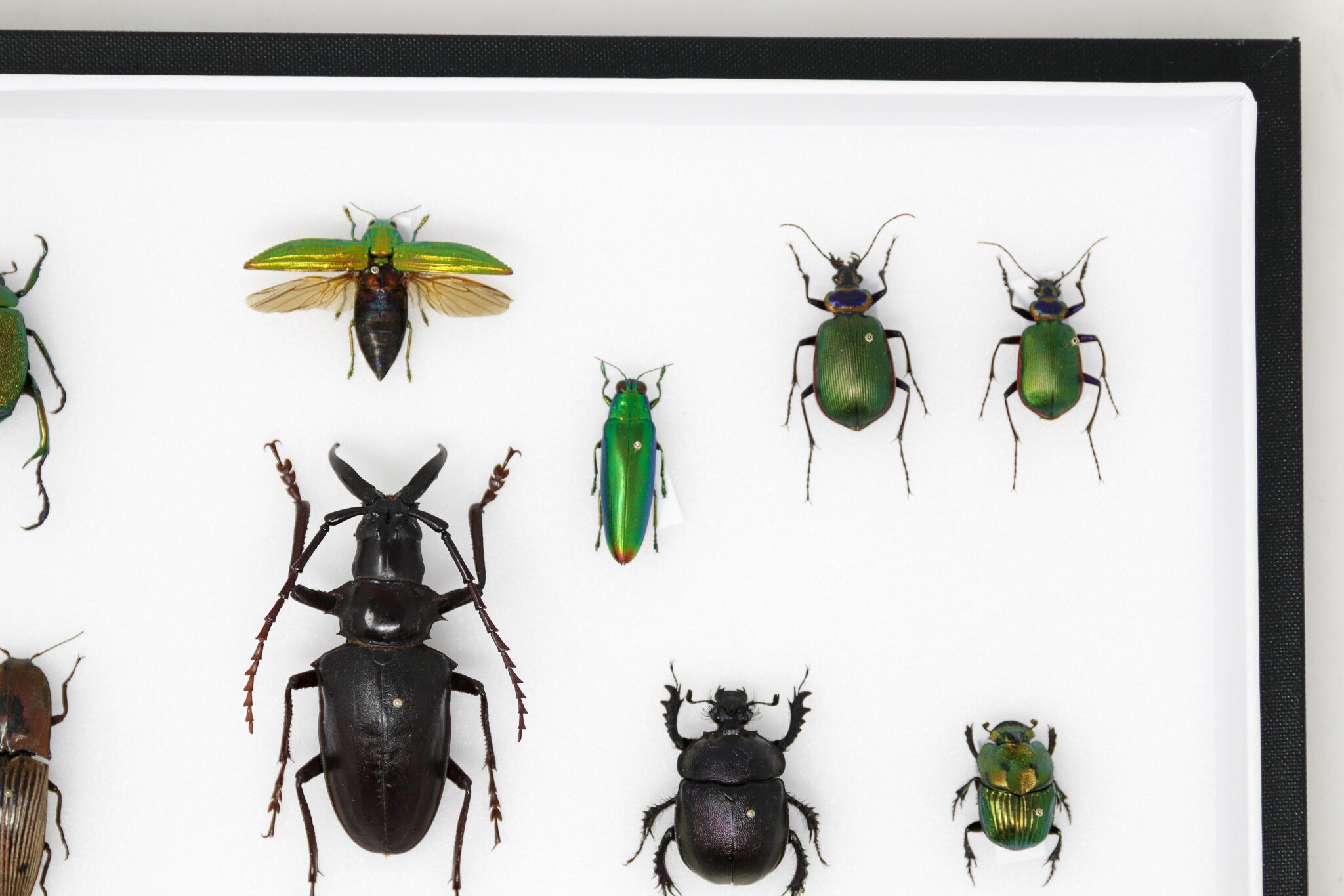 Very Fine Quality Pinned Insect Collection with Scientific Data | A1 M ...