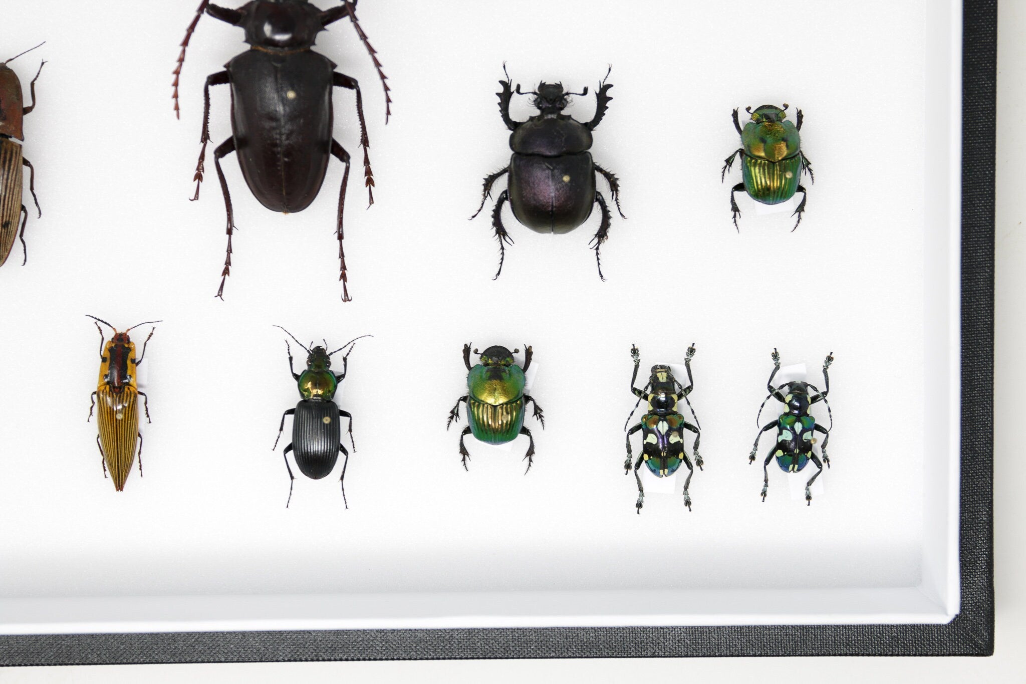 Very Fine Quality Pinned Insect Collection with Scientific Data | A1 M ...