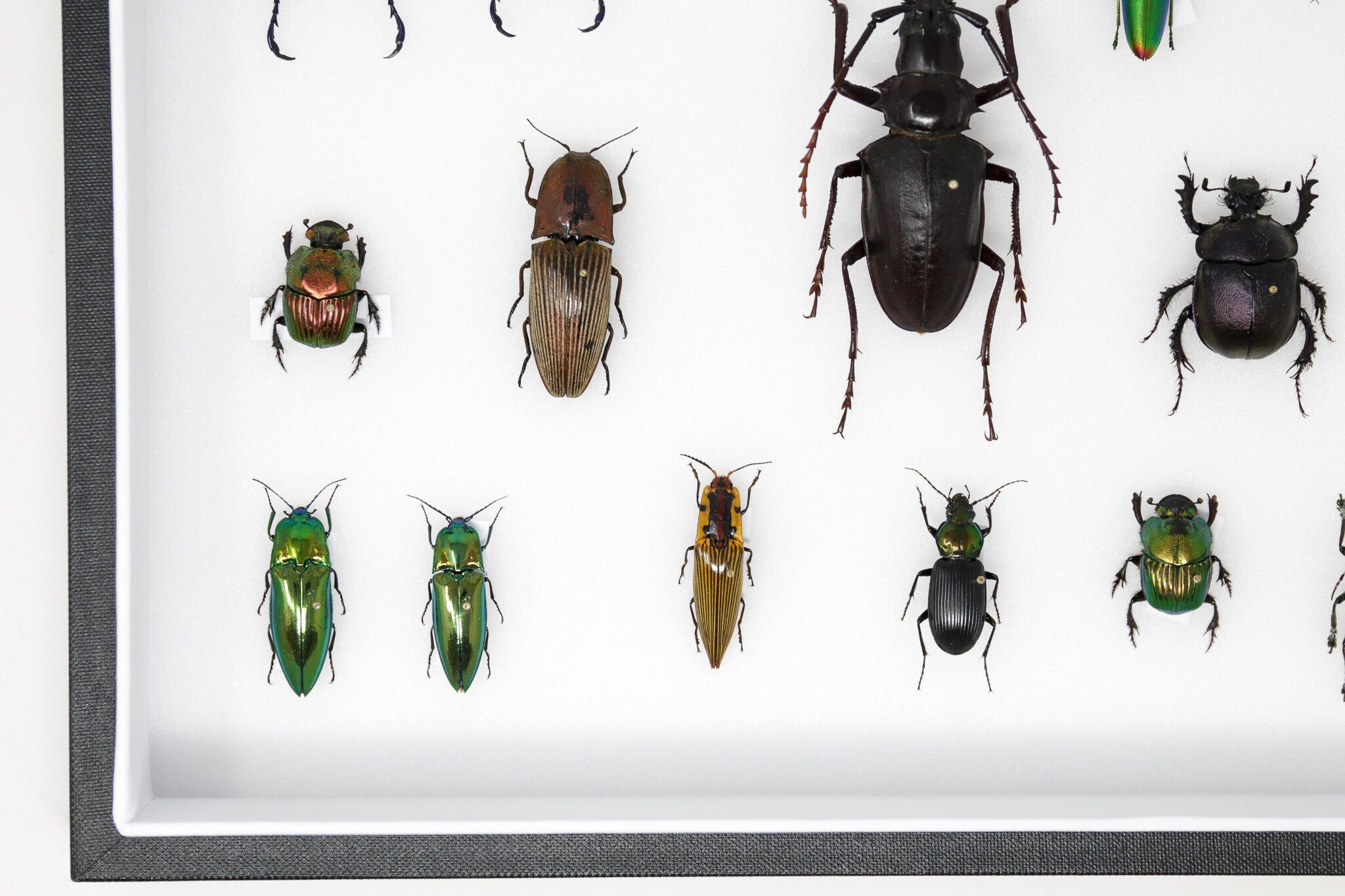 Very Fine Quality Pinned Insect Collection with Scientific Data | A1 M ...