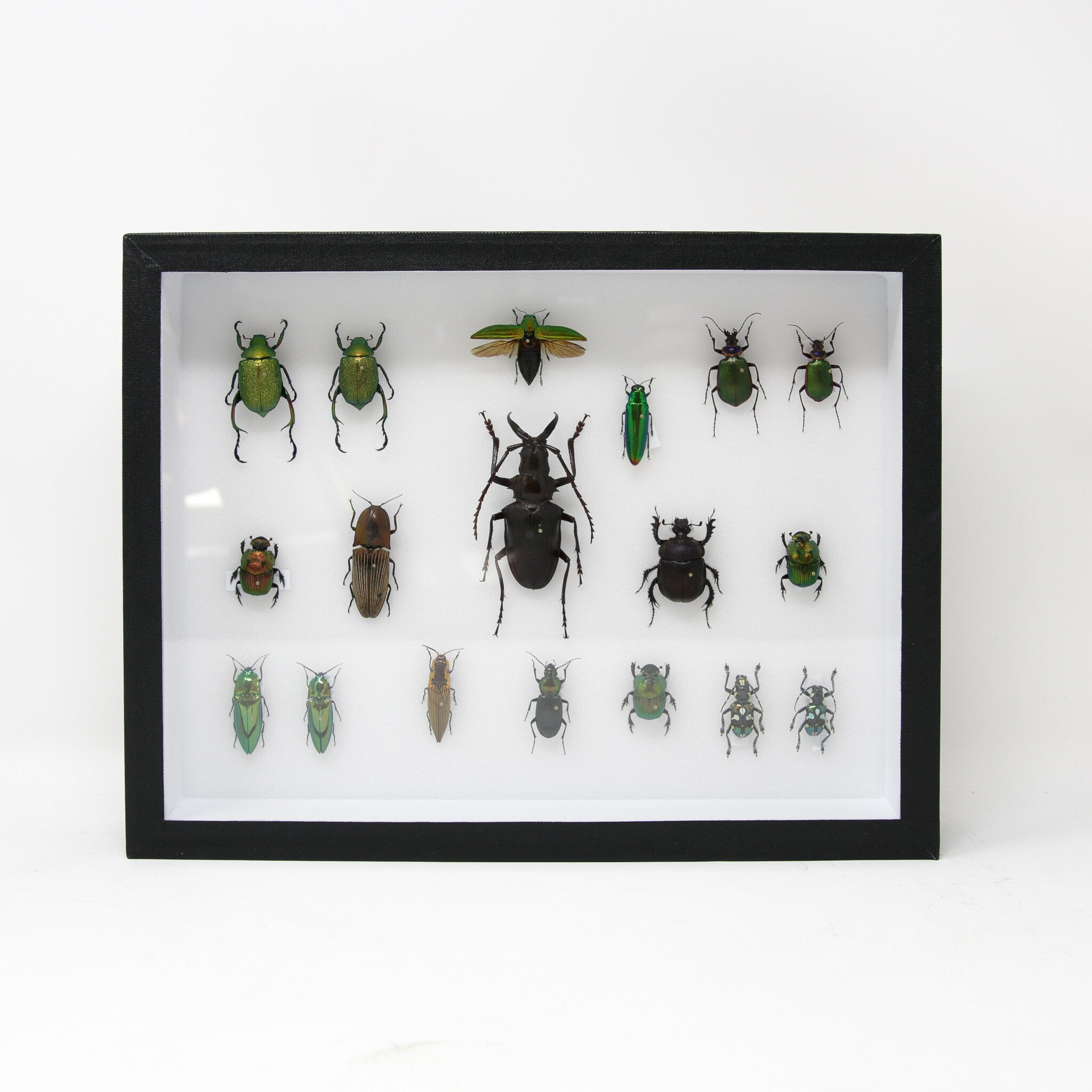 Very Fine Quality Pinned Insect Collection with Scientific Data | A1 M ...