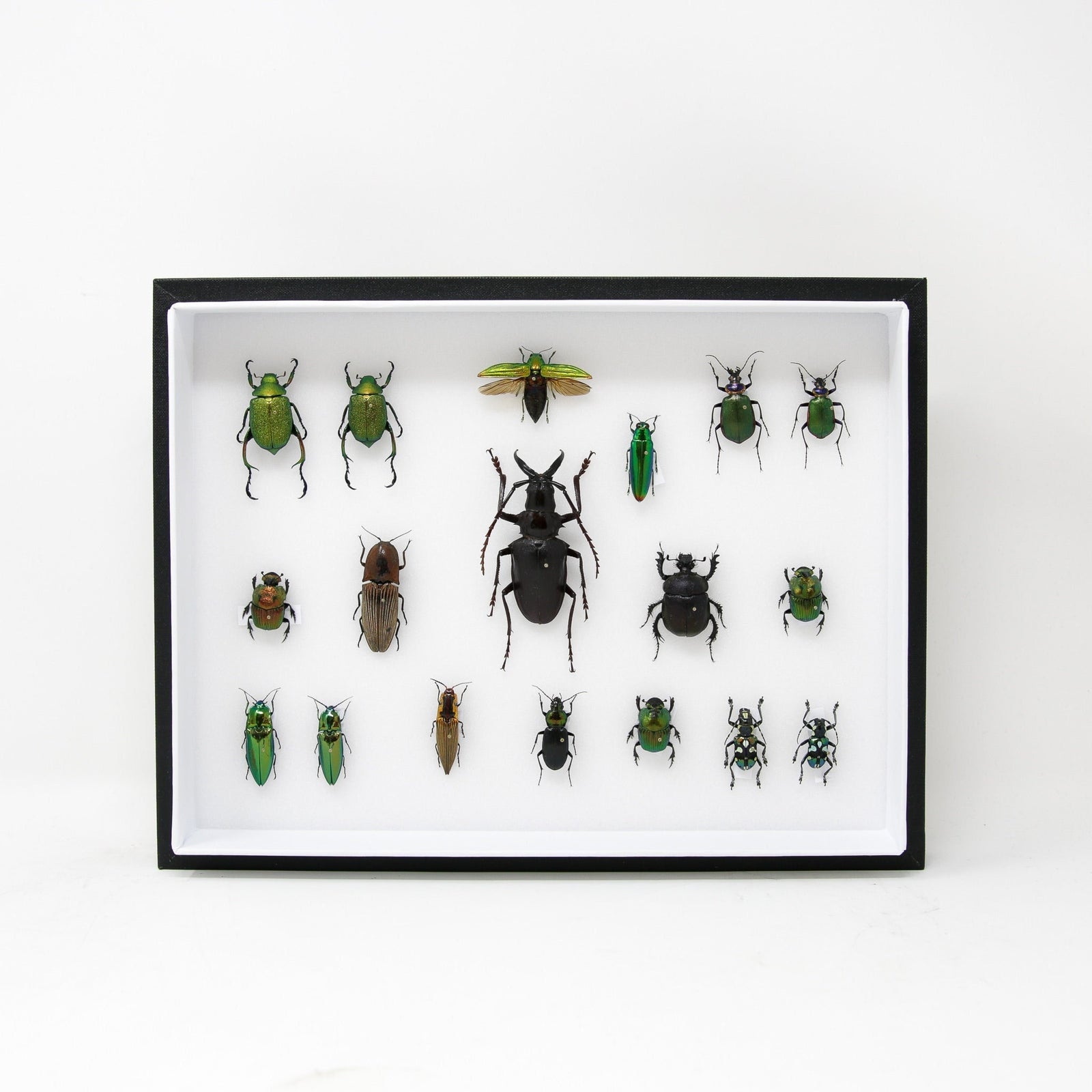 Very Fine Quality Pinned Insect Collection with Scientific Data | A1 Mounted Beetle Specimens in a Museum Entomology Box Frame | 12x9x2 inch