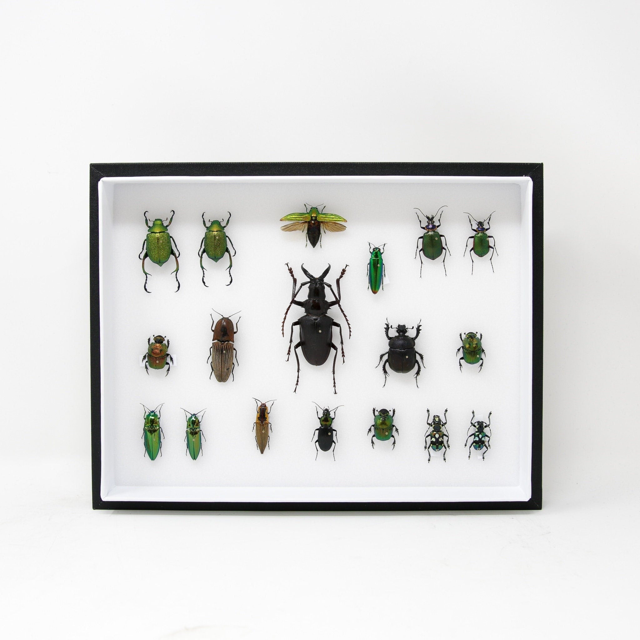 Very Fine Quality Pinned Insect Collection with Scientific Data | A1 M ...