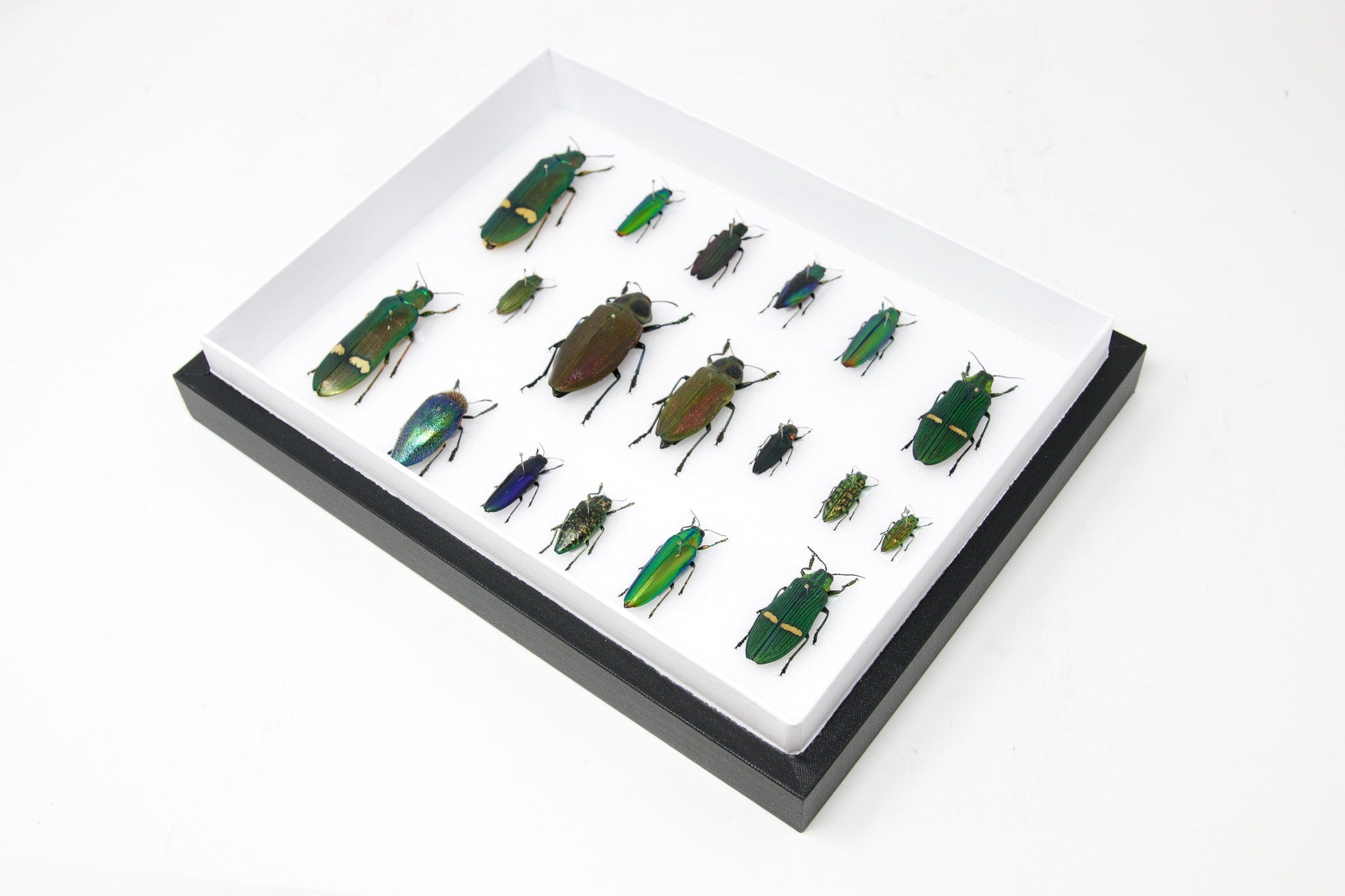 Very Fine Quality Pinned Insect Collection with Scientific Data | A1 M ...