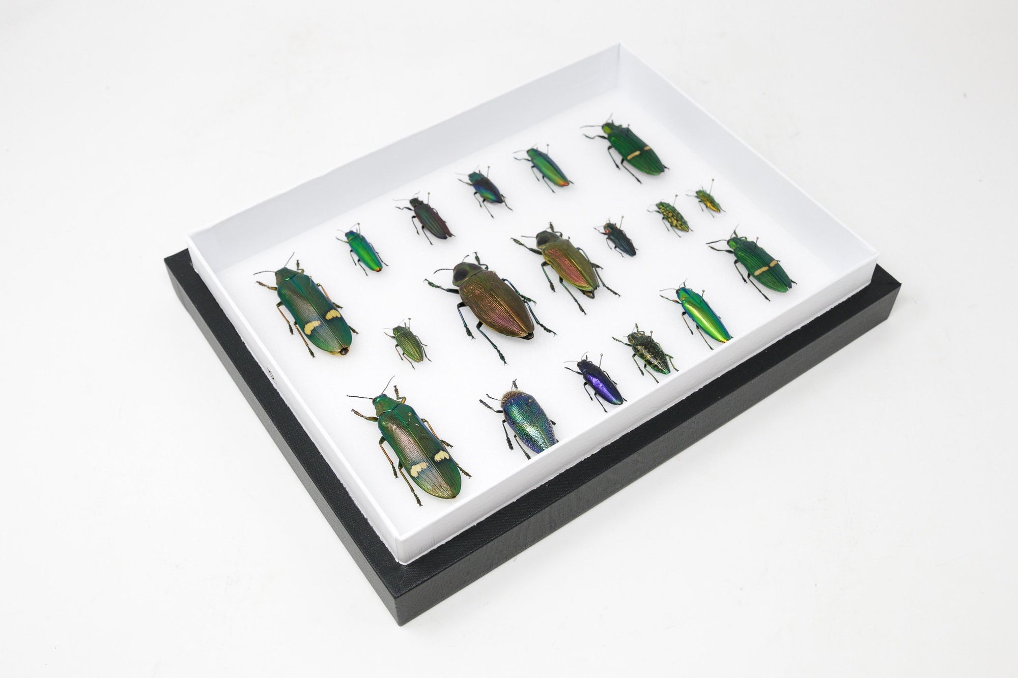 Very Fine Quality Pinned Insect Collection with Scientific Data | A1 M ...