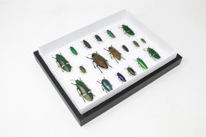 Very Fine Quality Pinned Insect Collection with Scientific Data | A1 Mounted Beetle Specimens in a Museum Entomology Box Frame | 12x9x2 inch