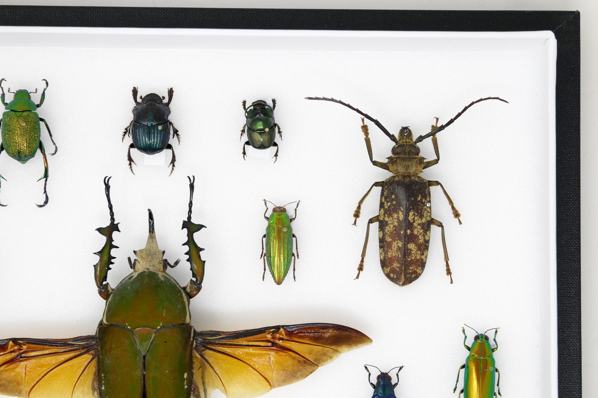 Very Fine Quality Pinned Insect Collection with Scientific Data | A1 M ...