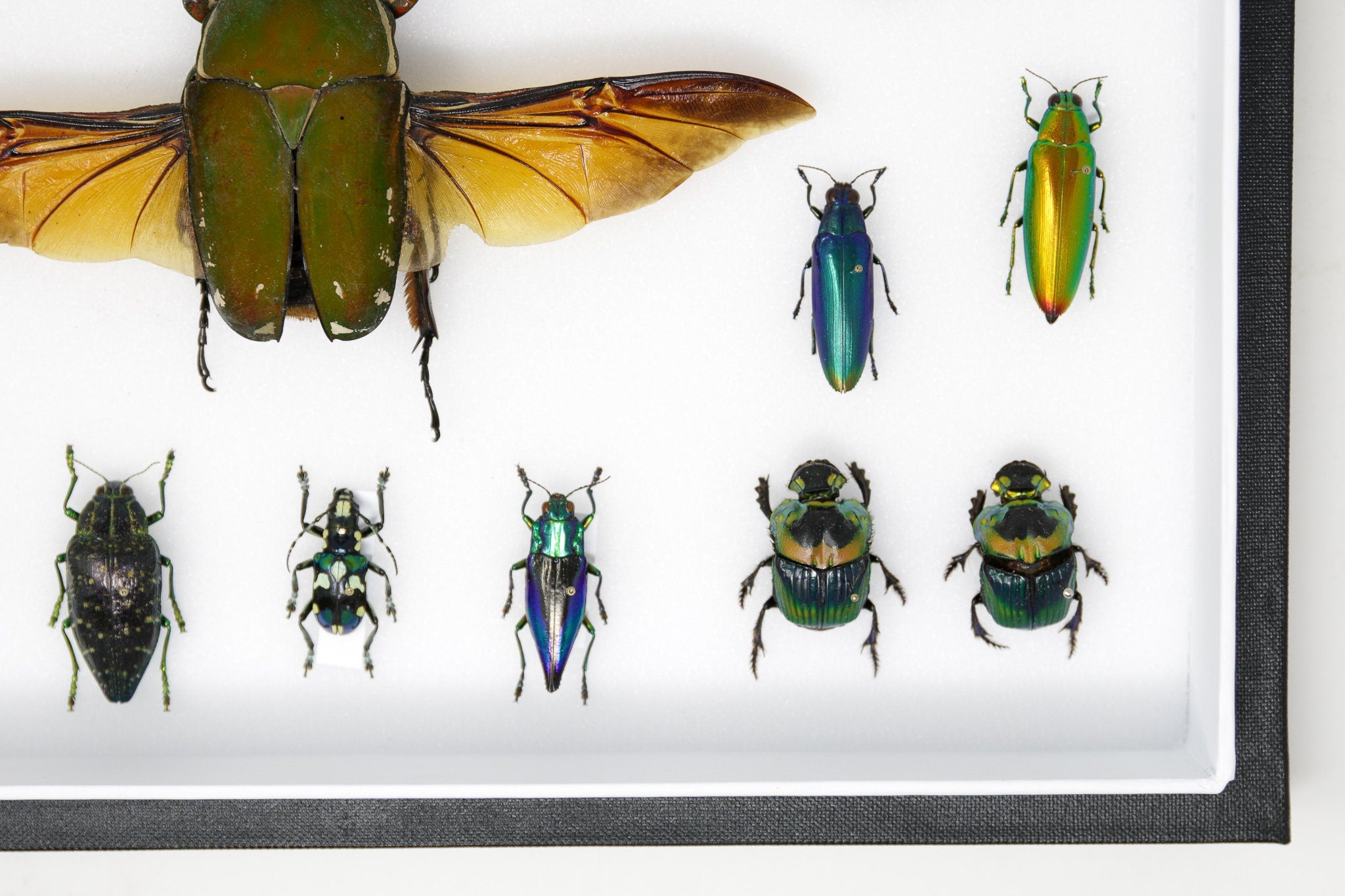 Very Fine Quality Pinned Insect Collection with Scientific Data | A1 M ...