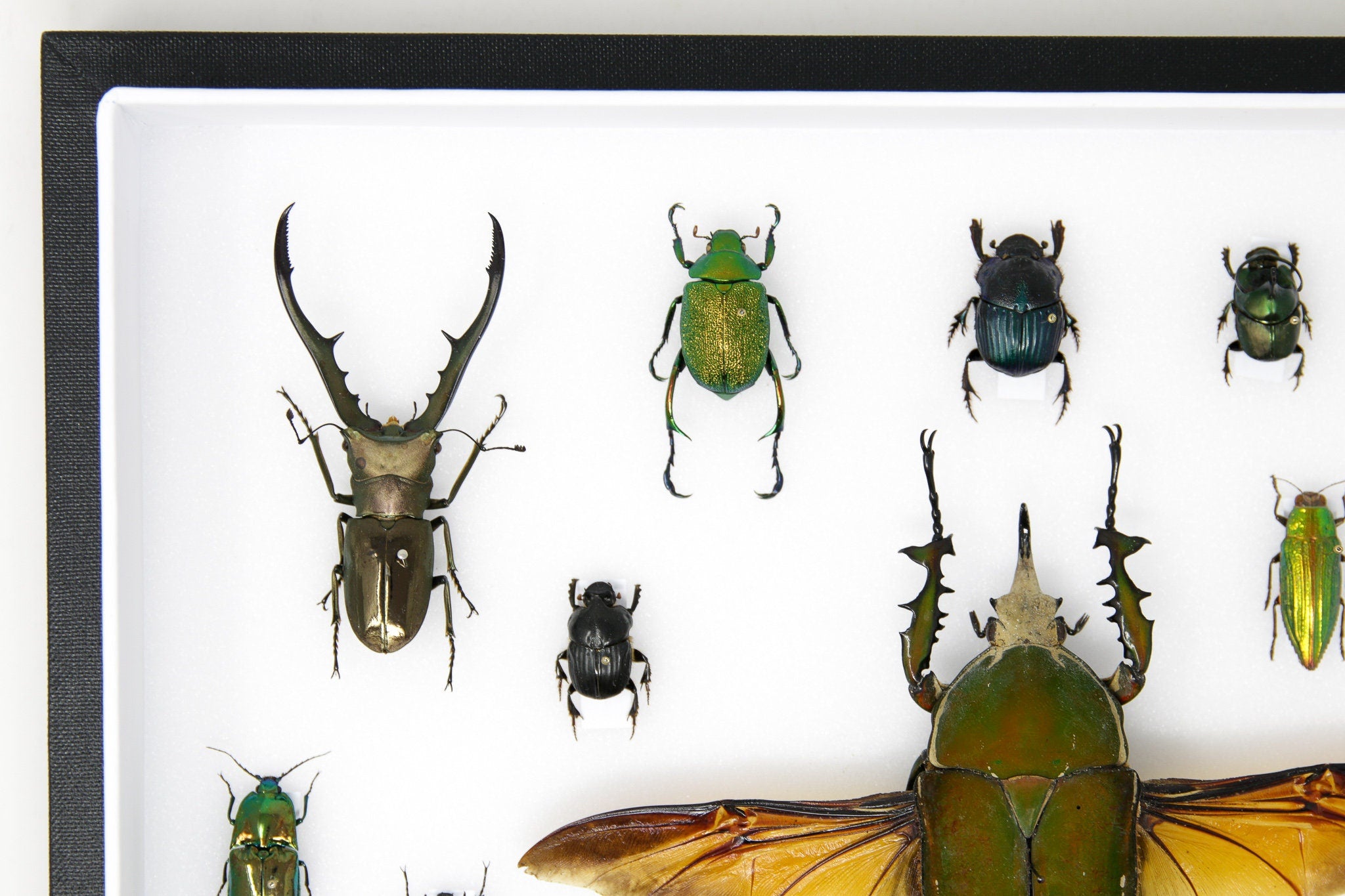 Very Fine Quality Pinned Insect Collection with Scientific Data | A1 M ...