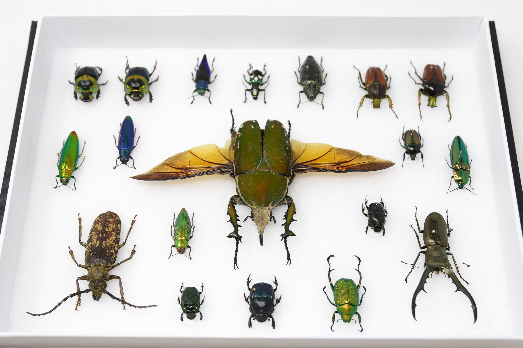 Very Fine Quality Pinned Insect Collection with Scientific Data | A1 M ...