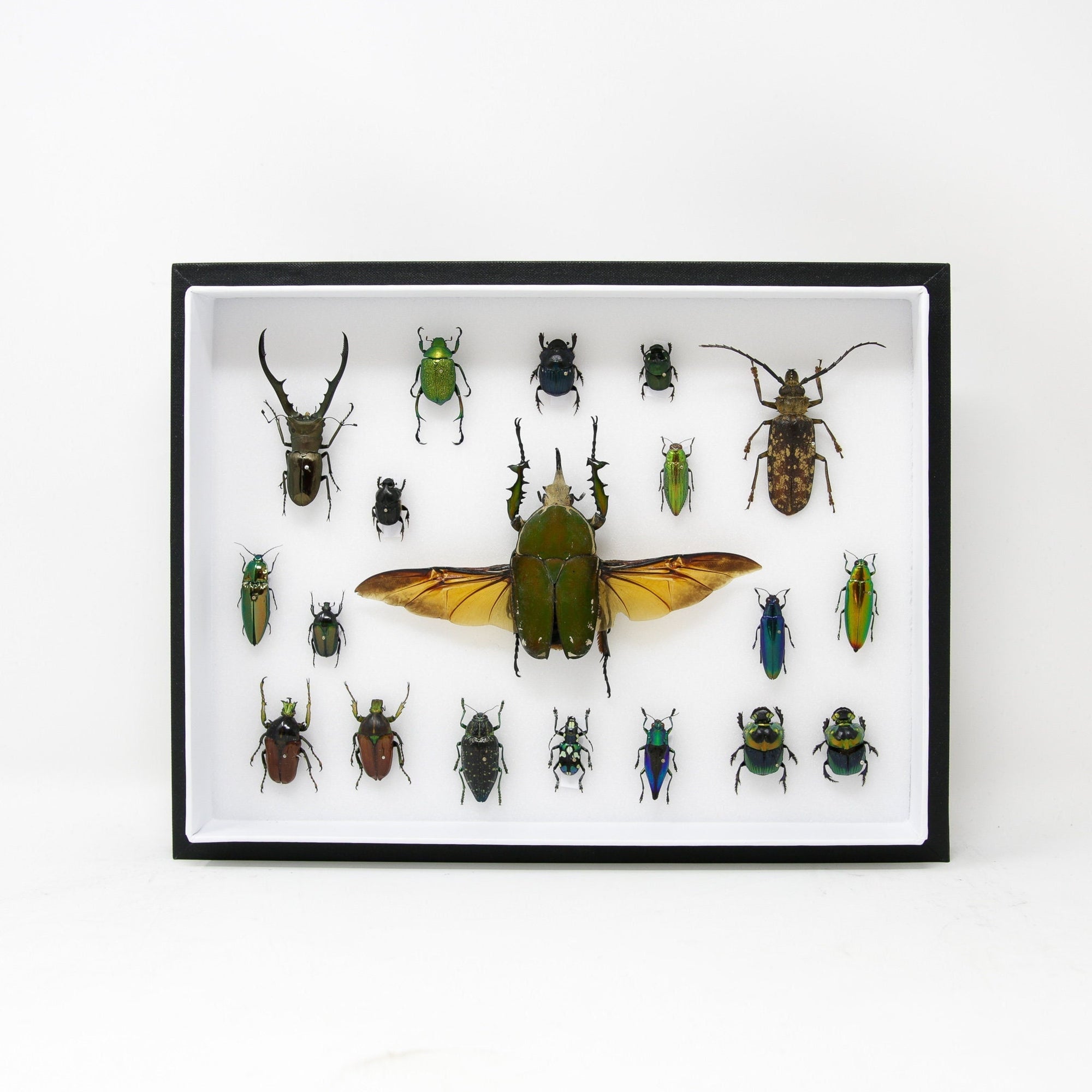 Very Fine Quality Pinned Insect Collection with Scientific Data | A1 M ...