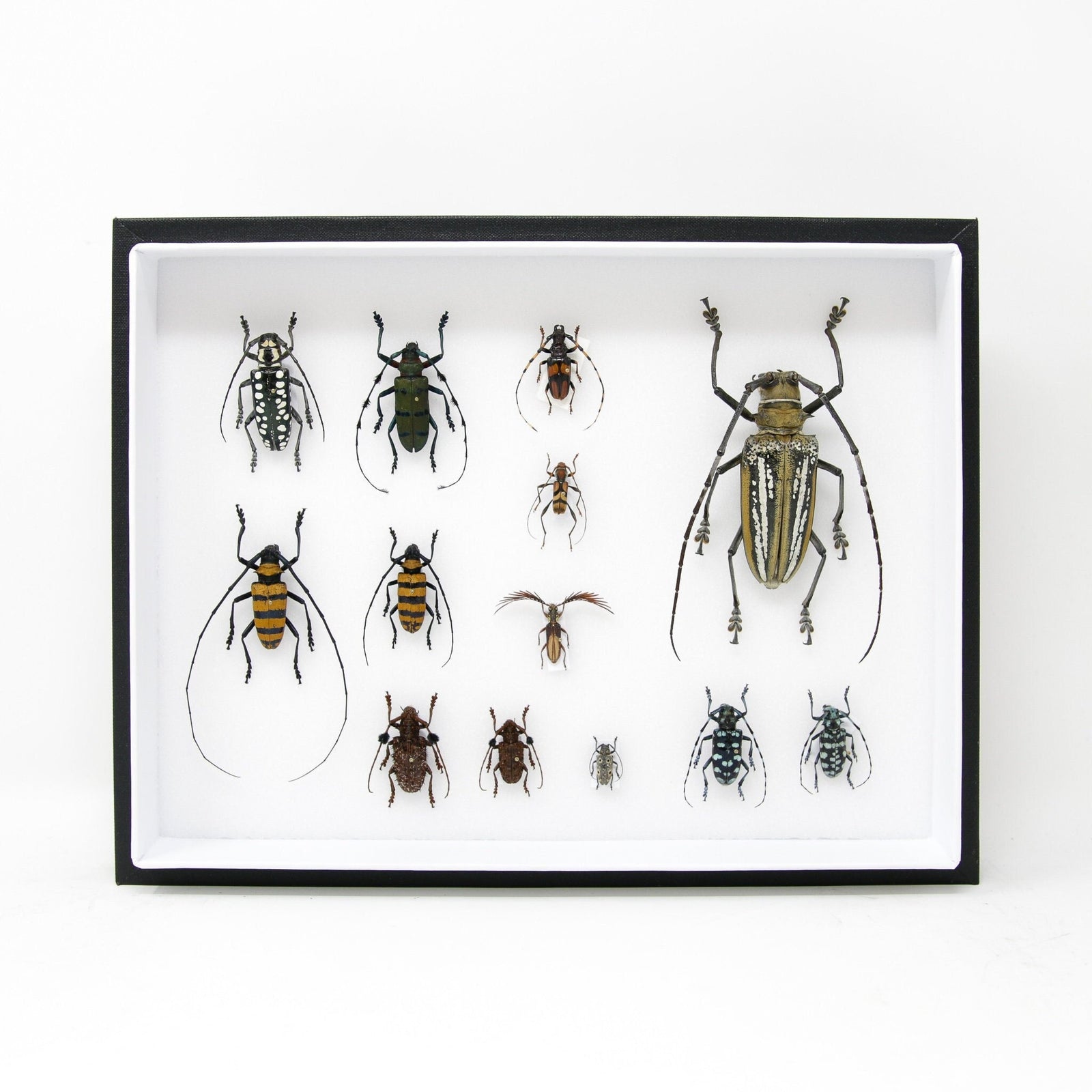 Very Fine Quality Pinned Insect Collection with Scientific Data | A1 Mounted Beetle Specimens in a Museum Entomology Box Frame | 12x9x2 inch