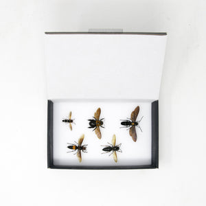 A Collection of Bees & Wasps (Hymenoptera) inc. Scientific Collection Data, A1 Quality, Entomology, Real Insect Specimens #SE22