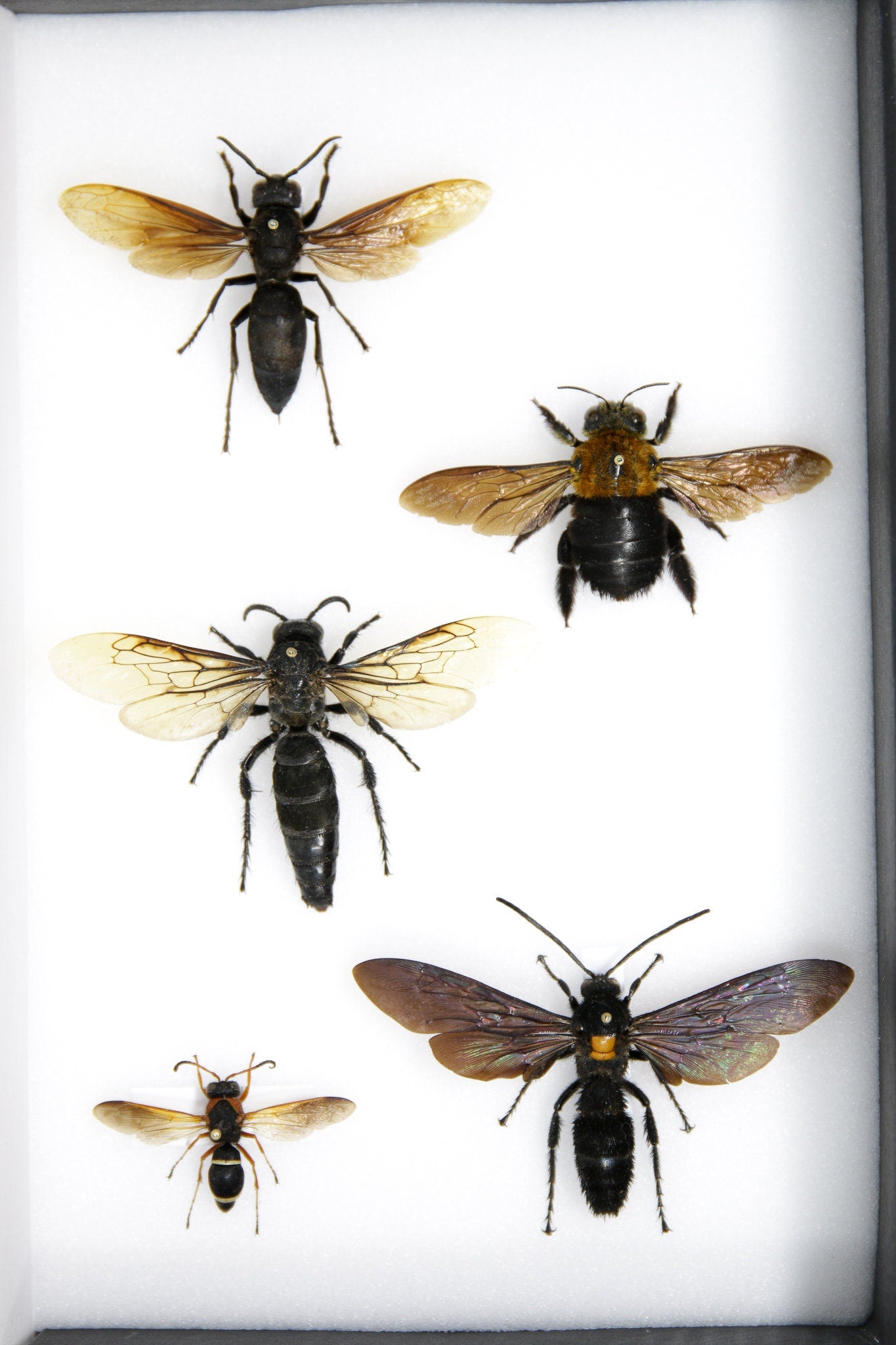 A Collection of Bees & Wasps (Hymenoptera)  inc. Scientific Collection Data, A1 Quality, Entomology, Real Insect Specimens #SE23