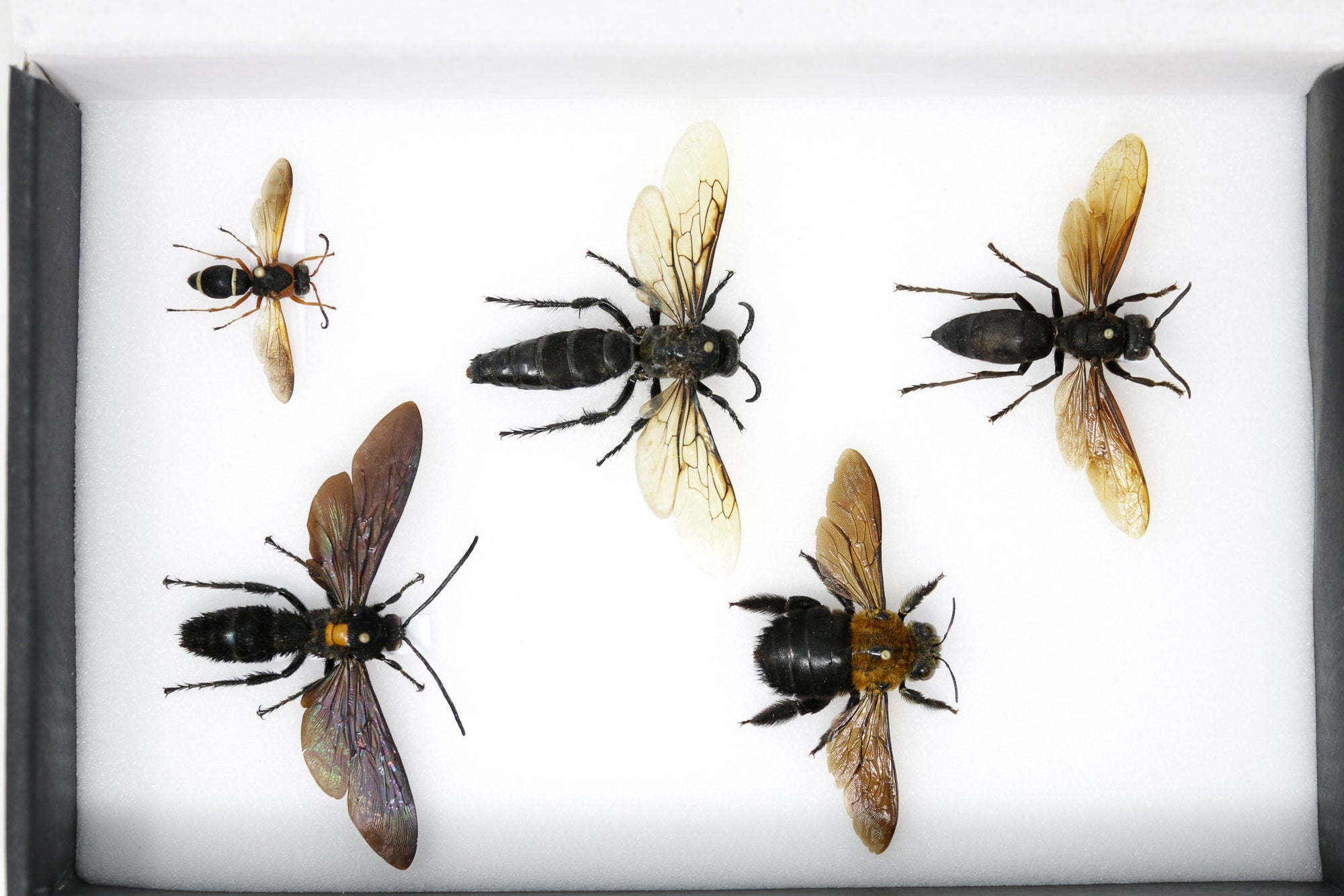 A Collection of Bees & Wasps (Hymenoptera)  inc. Scientific Collection Data, A1 Quality, Entomology, Real Insect Specimens #SE23