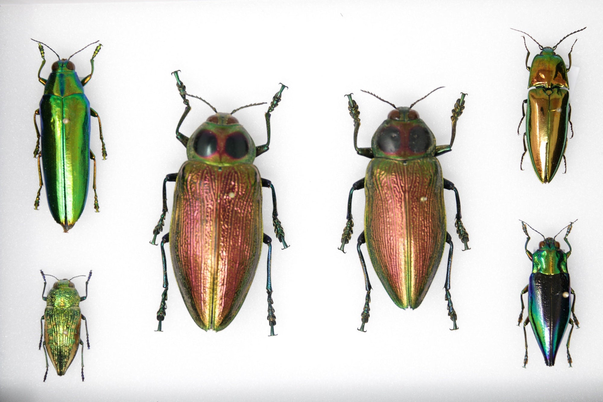 A Collection of Exotic Jewel Beetles (Buprestidae) inc. Scientific Collection Data, A1 Quality, Entomology, Real Insect Specimens #SE24