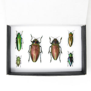 A Collection of Exotic Jewel Beetles (Buprestidae) inc. Scientific Collection Data, A1 Quality, Entomology, Real Insect Specimens #SE24