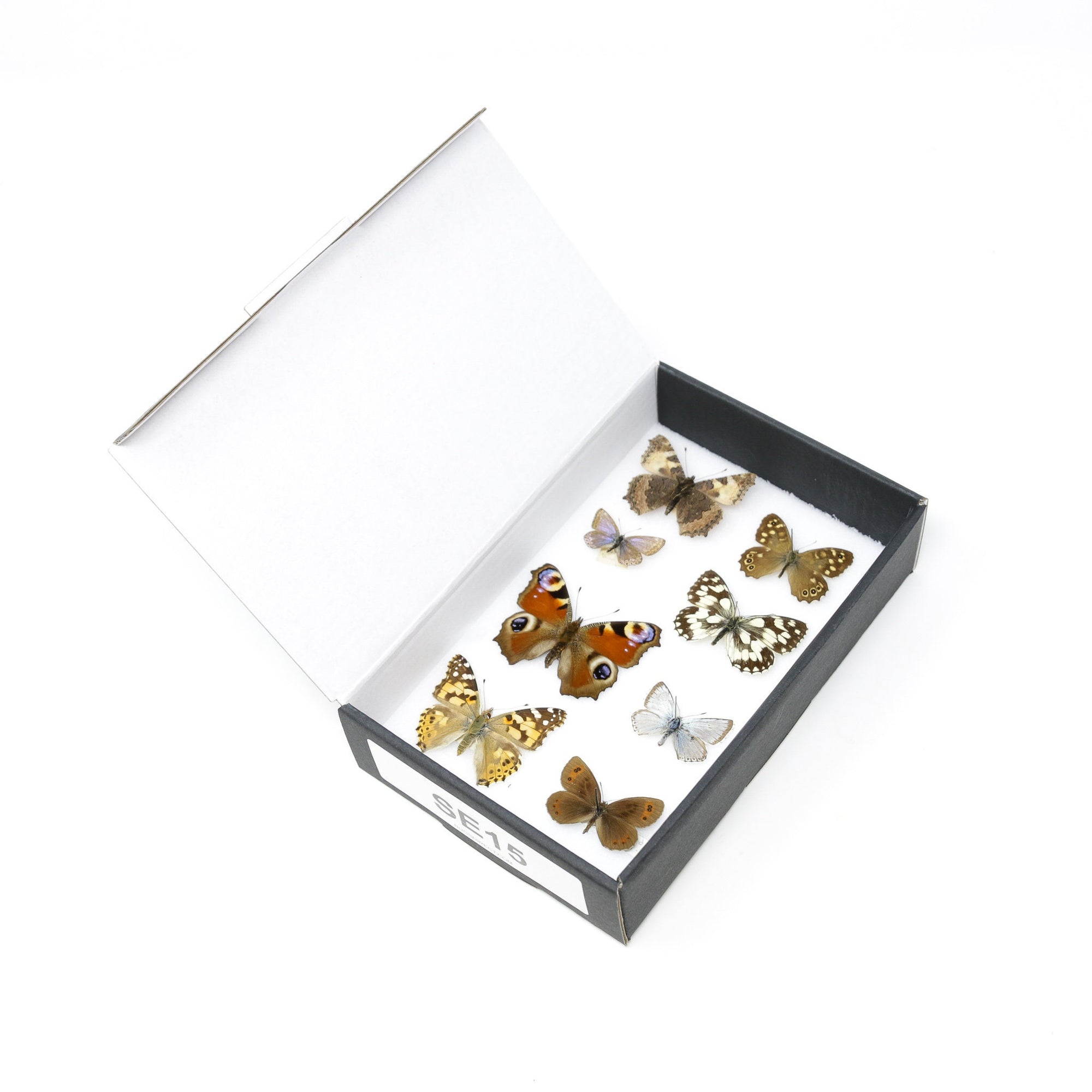 A Collection of Palearctic Butterflies with Scientific Collection Data, A1 Quality, Entomology, Real Lepidoptera Specimens #SE15