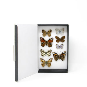 A Collection of Palearctic Butterflies with Scientific Collection Data, A1 Quality, Entomology, Real Lepidoptera Specimens #SE16