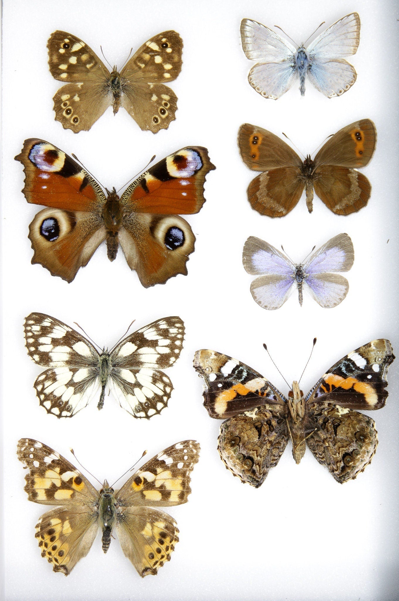 A Collection of Palearctic Butterflies with Scientific Collection Data, A1 Quality, Entomology, Real Lepidoptera Specimens #SE16