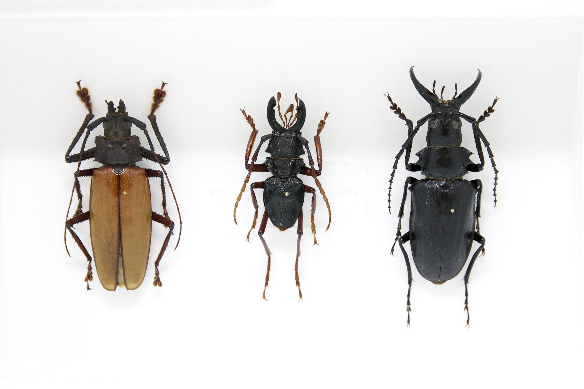 A Collection of Real Longhorned Beetles (Coleoptera) Inc. Scientific Collection Data, A1 Quality, Entomology, Real Insect Specimens SKU#39