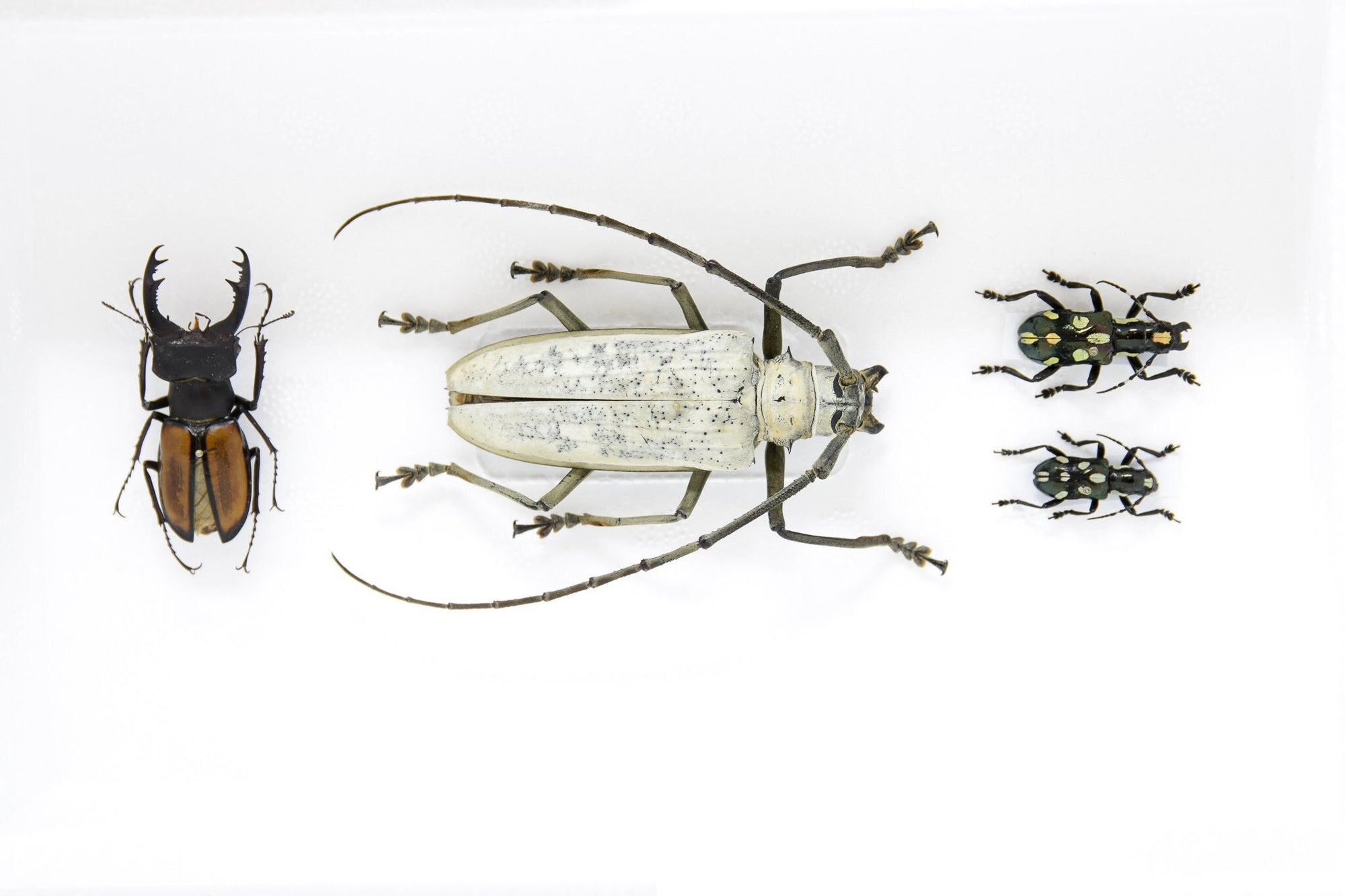 A Collection of Real Longhorned Beetles (Coleoptera) inc. Scientific Collection Data, A1 Quality, Entomology, Real Insect Specimens #SE41