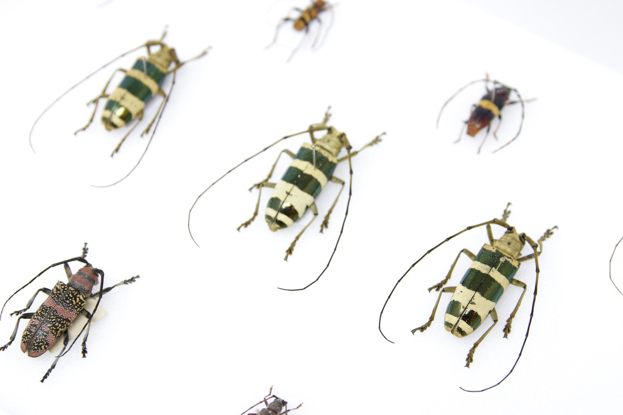 Very Fine Quality Pinned Insect Collection with Scientific Data | A1 B ...