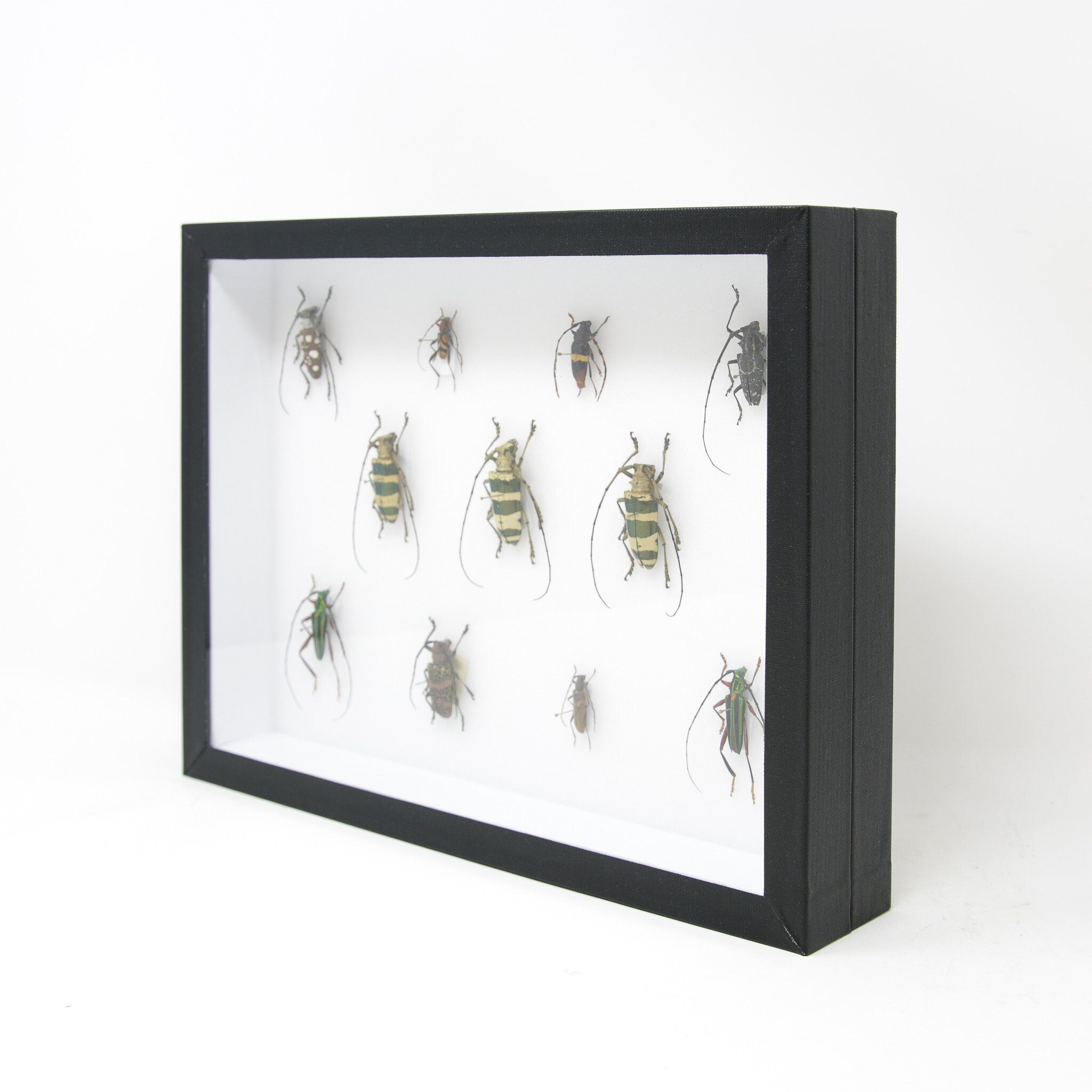 Very Fine Quality Pinned Insect Collection with Scientific Data | A1 B ...
