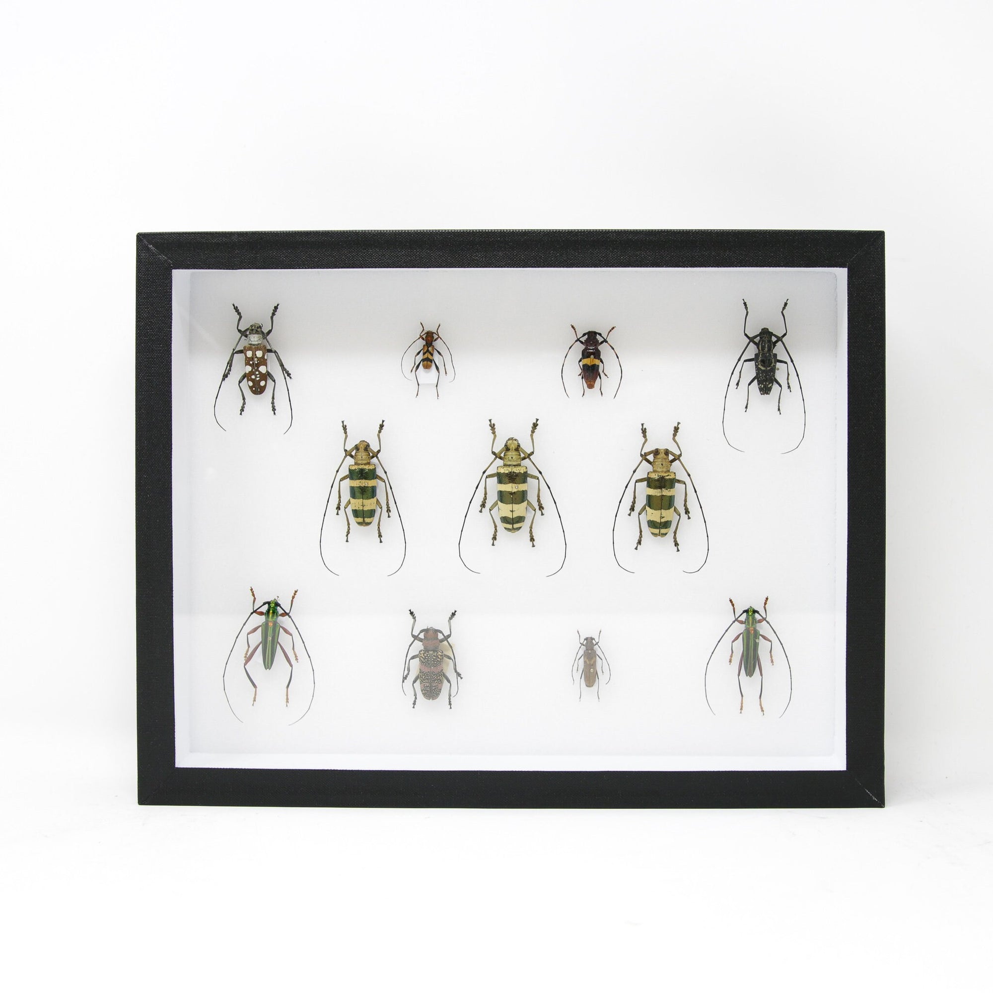 Very Fine Quality Pinned Insect Collection with Scientific Data | A1 Beetle Specimens in a Museum Entomology Box Frame | 12x9x2 inch (SKU33)