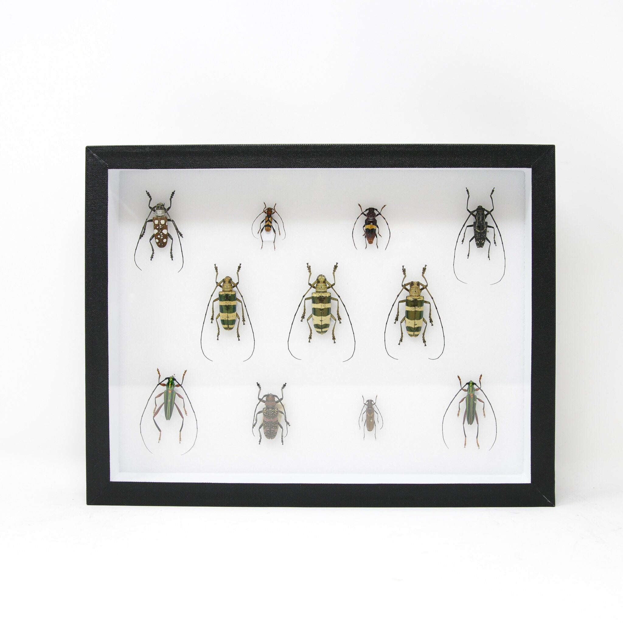 Very Fine Quality Pinned Insect Collection with Scientific Data | A1 B ...