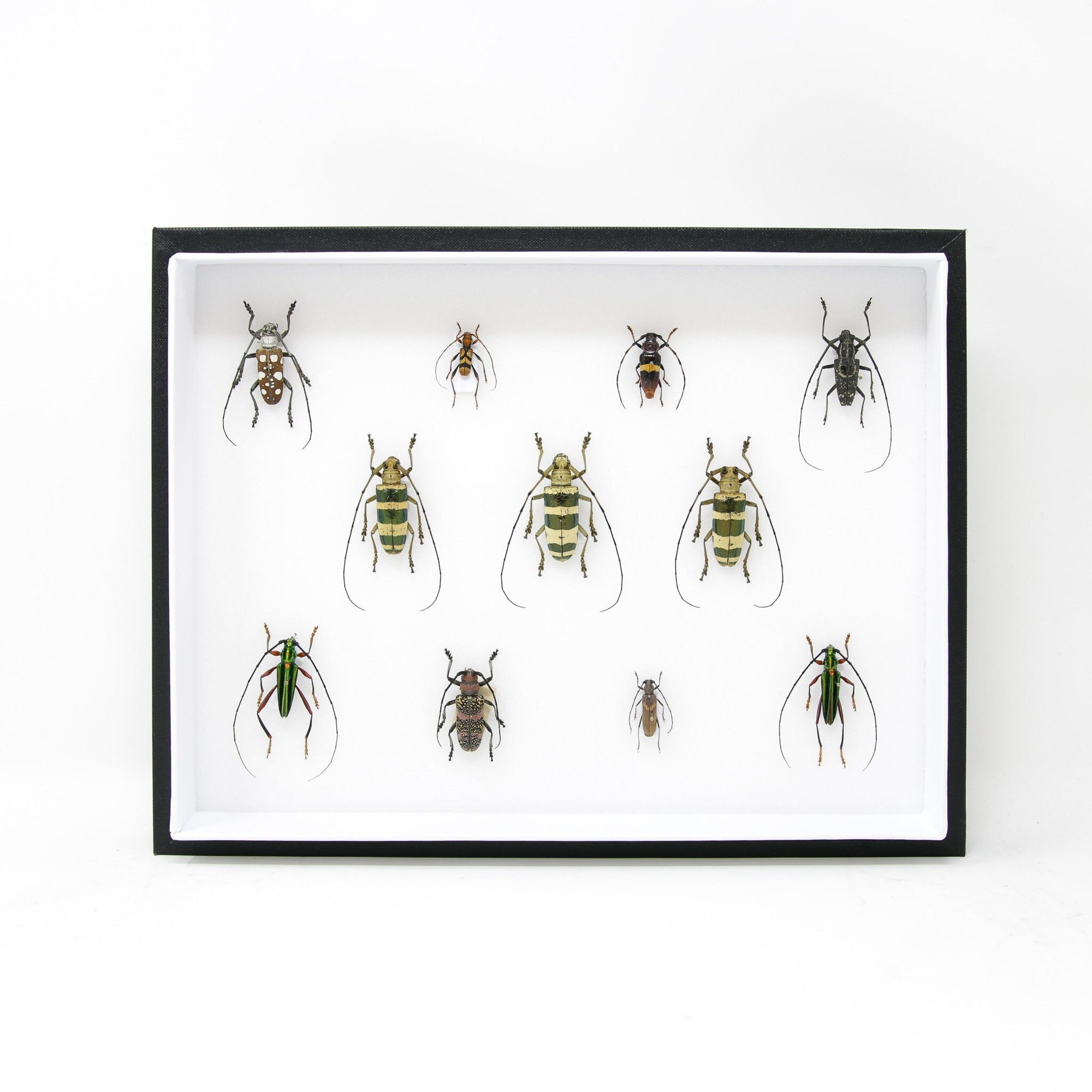 Very Fine Quality Pinned Insect Collection with Scientific Data | A1 Beetle Specimens in a Museum Entomology Box Frame | 12x9x2 inch (SKU33)