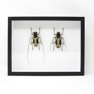 Very Fine Quality Pinned Insect Collection with Scientific Data | A1 Beetle Specimens in a Museum Entomology Box Frame | 12x9x2 inch