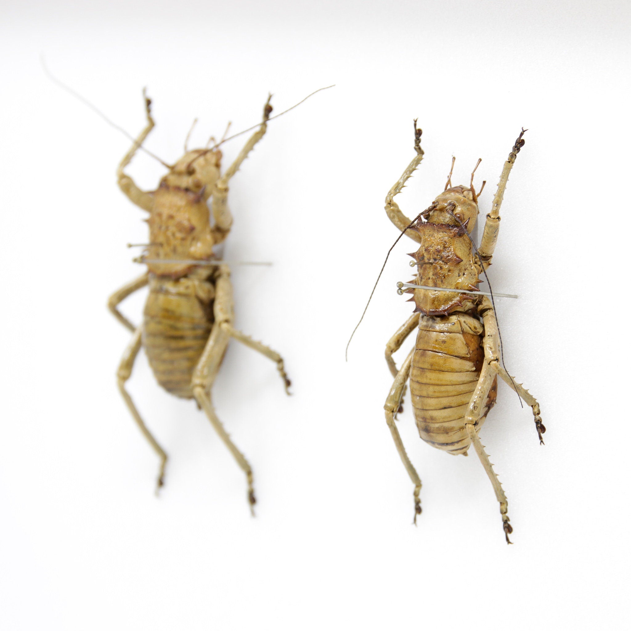 Very Fine Quality Pinned Insect Collection with Scientific Data | A1 G ...