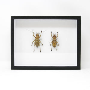 Very Fine Quality Pinned Insect Collection with Scientific Data | A1 Grasshopper Specimens in a Museum Entomology Box Frame | 12x9x2 inch