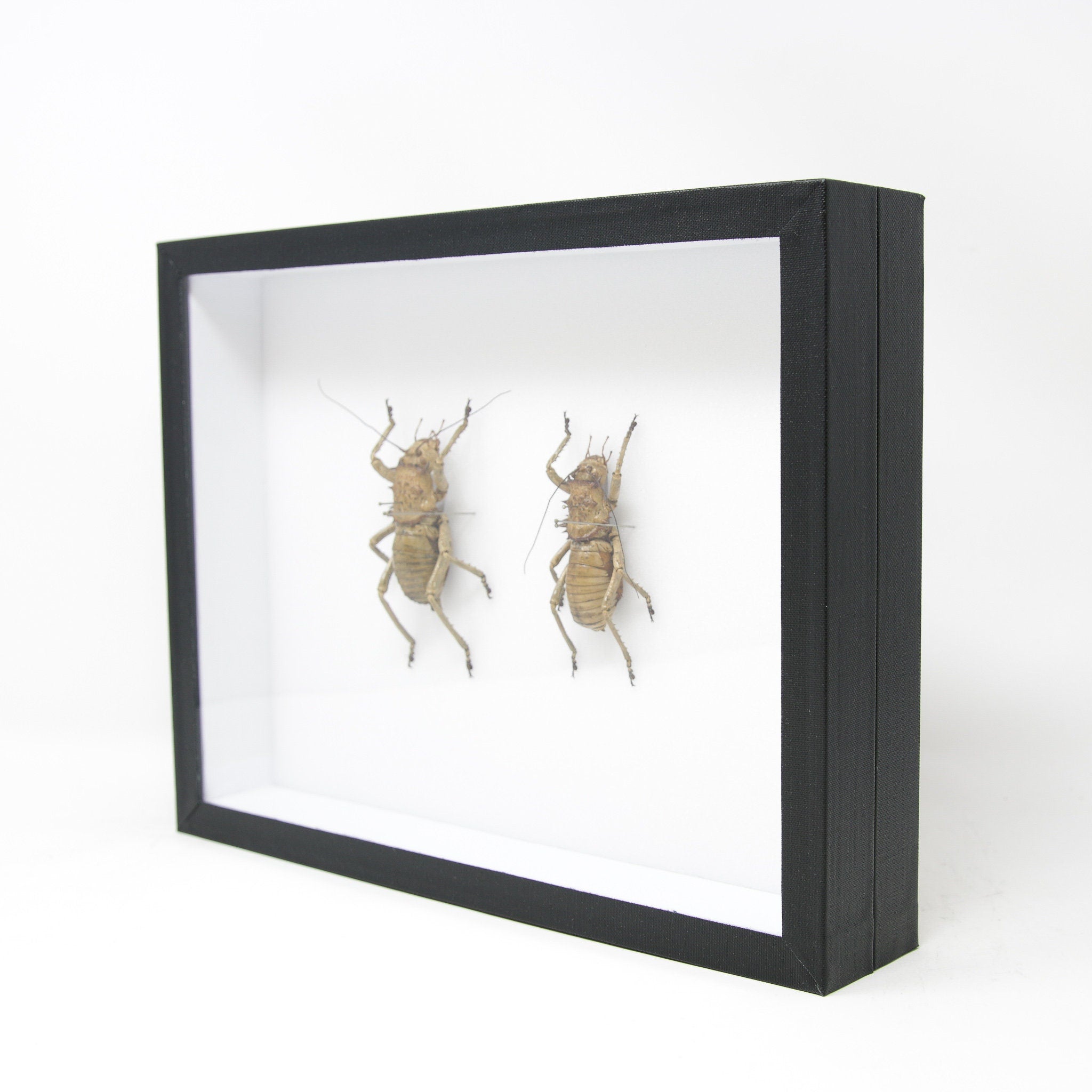 Very Fine Quality Pinned Insect Collection with Scientific Data | A1 G ...
