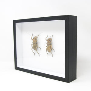 Very Fine Quality Pinned Insect Collection with Scientific Data | A1 Grasshopper Specimens in a Museum Entomology Box Frame | 12x9x2 inch