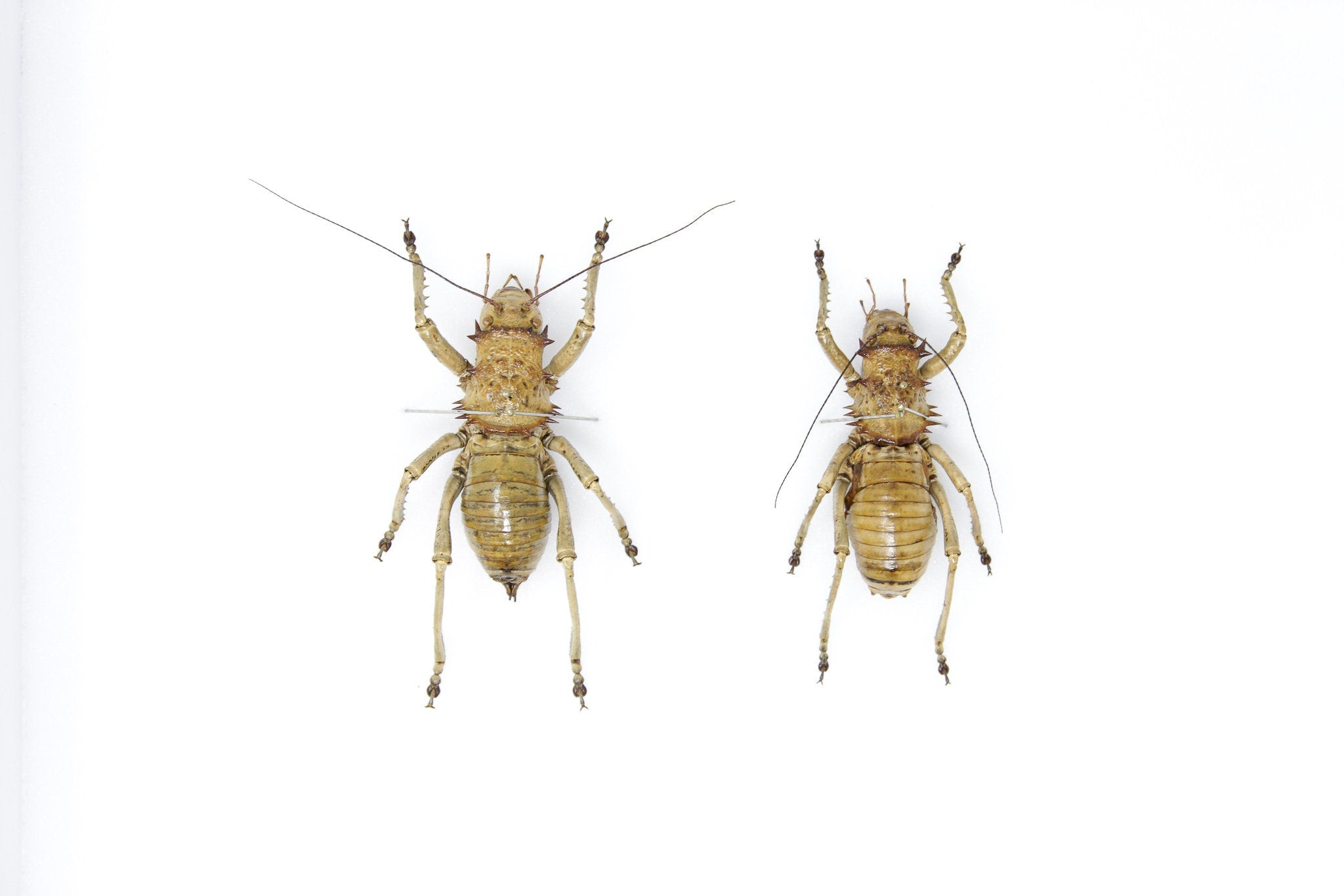 Very Fine Quality Pinned Insect Collection with Scientific Data | A1 G ...