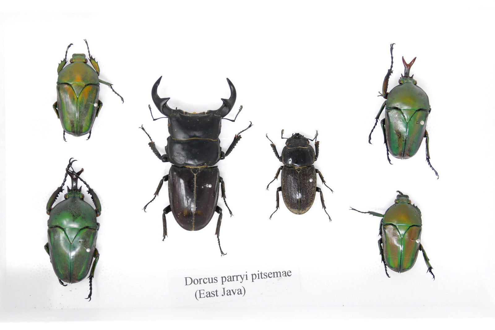 Real Entomology Beetles A2 'SECONDS' (#SE29)