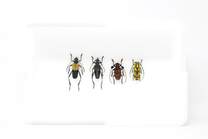 Longhorn Beetle Collection (Coleoptera) Inc. Scientific Collection Data, A1 Quality, Entomology, Real Insect Specimens #20