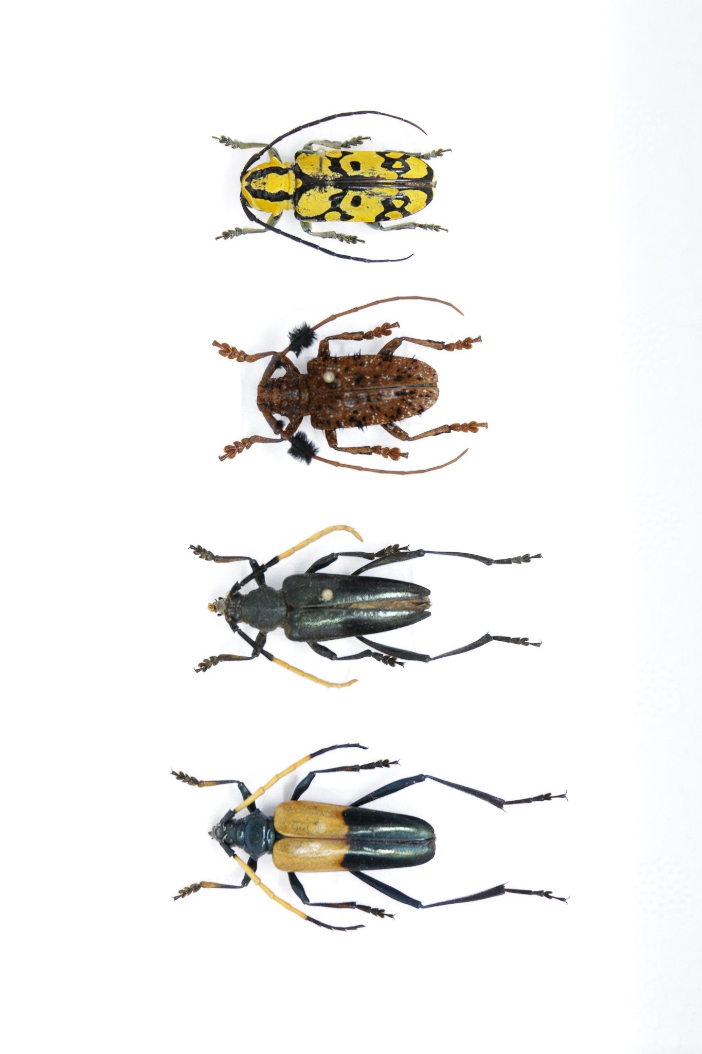 Longhorn Beetle Collection (Coleoptera) Inc. Scientific Collection Data, A1 Quality, Entomology, Real Insect Specimens #20